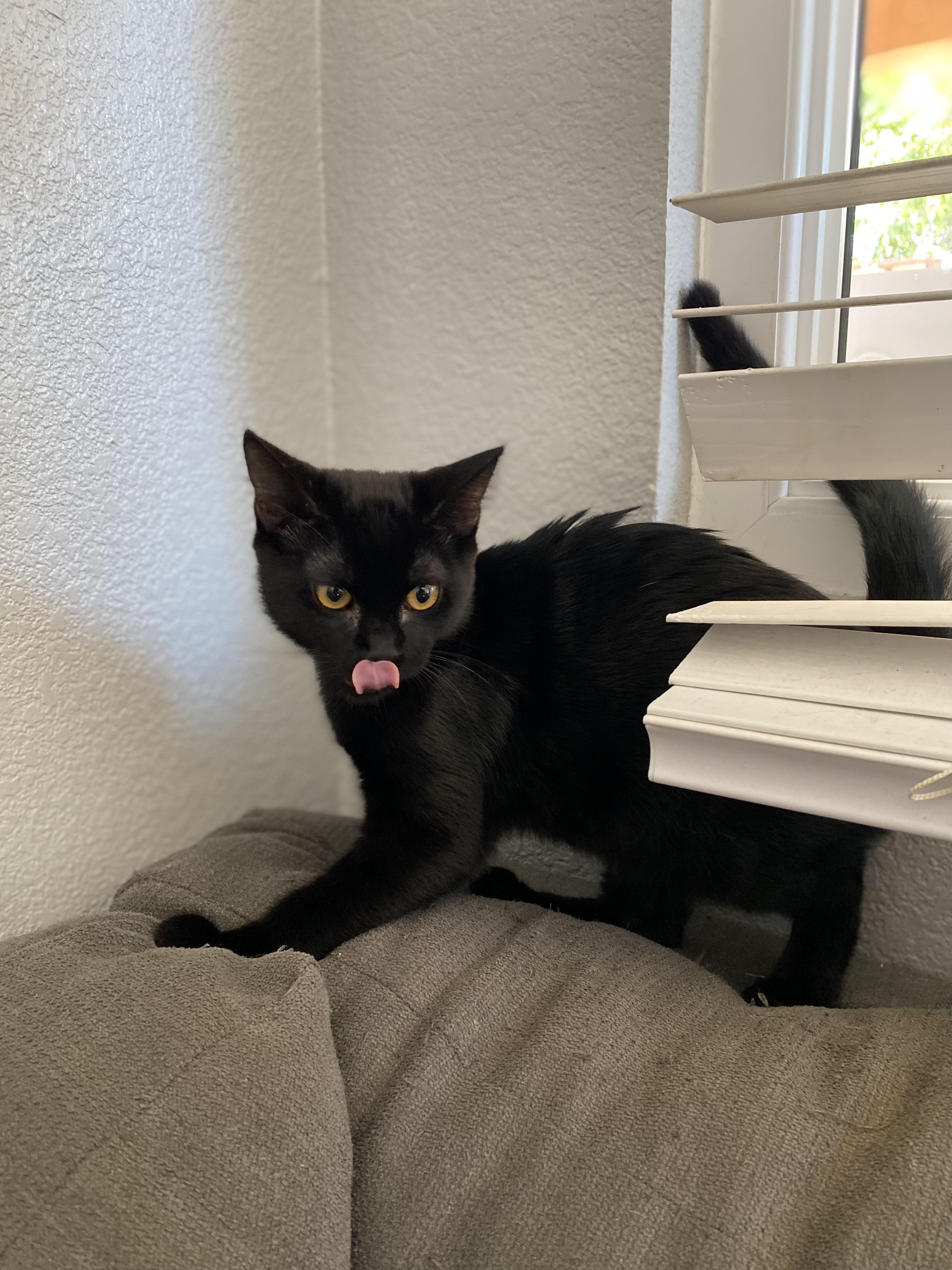 Enlarge Cola, a Adoptable Domestic Short Hair in Elk Grove, CA image 4/5