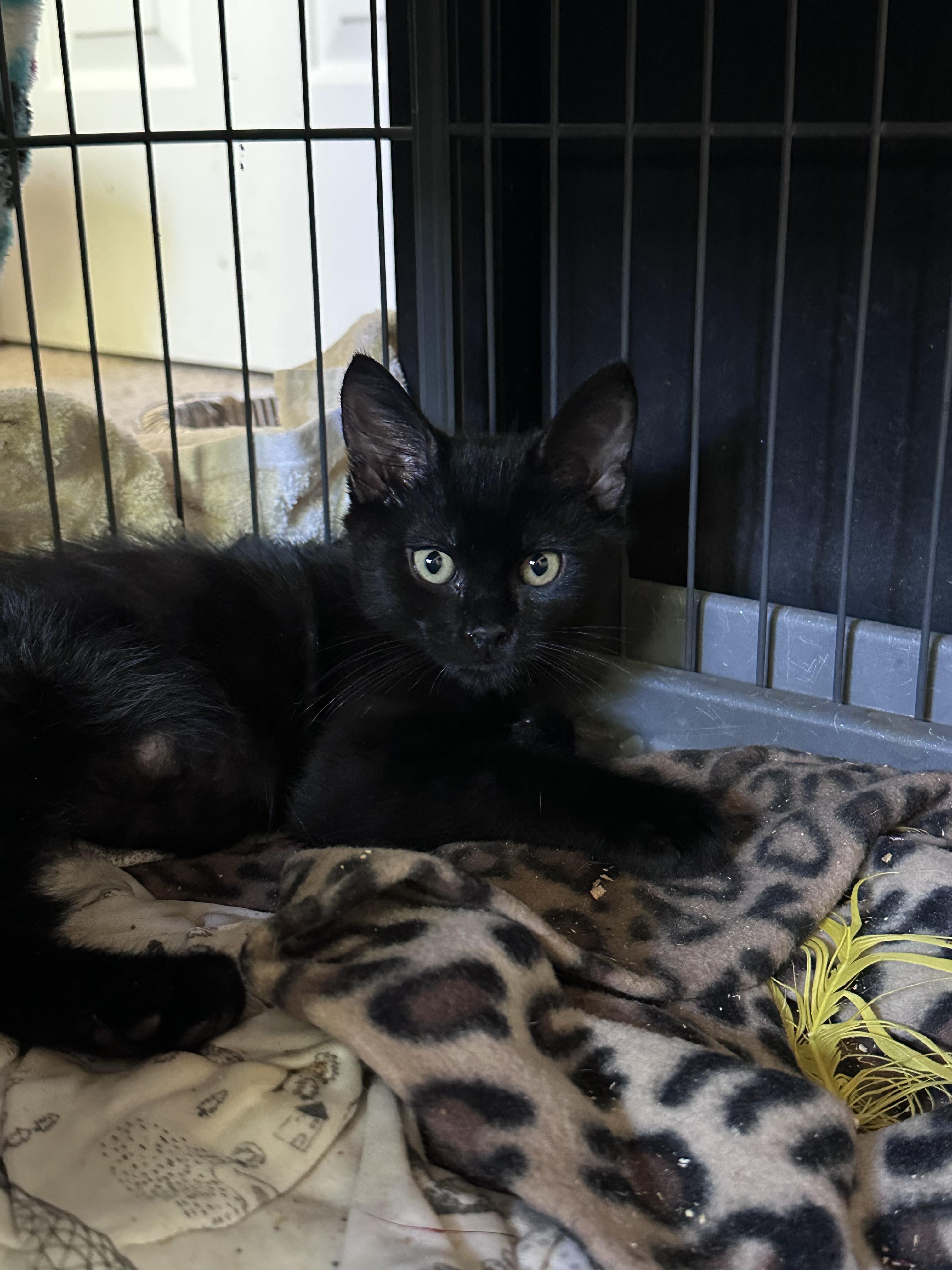 Cola, a ADOPTABLE Domestic Short Hair in Elk Grove, CA image 4/4