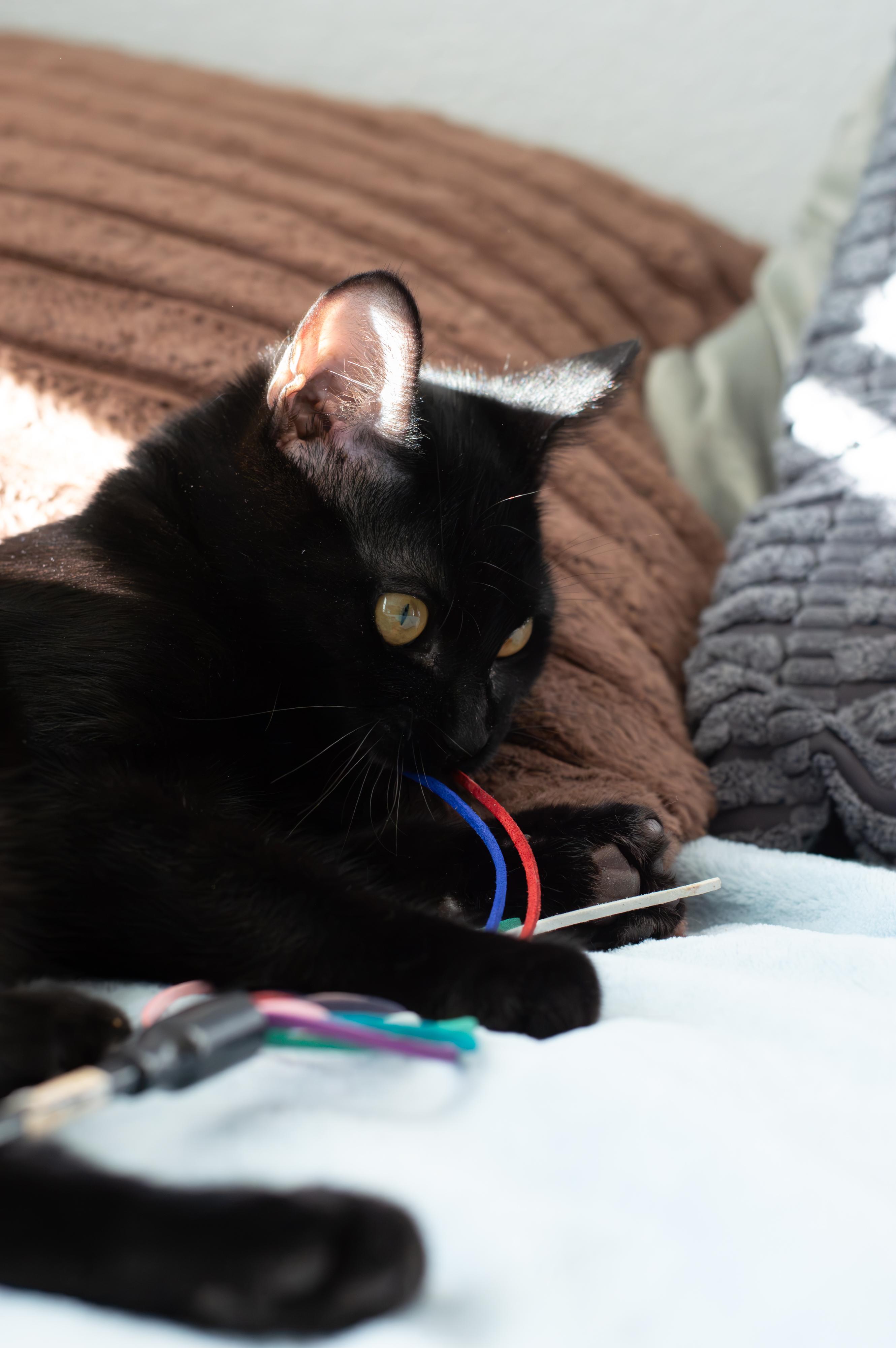 Enlarge Cola, a Adoptable Domestic Short Hair in Elk Grove, CA image 2/5