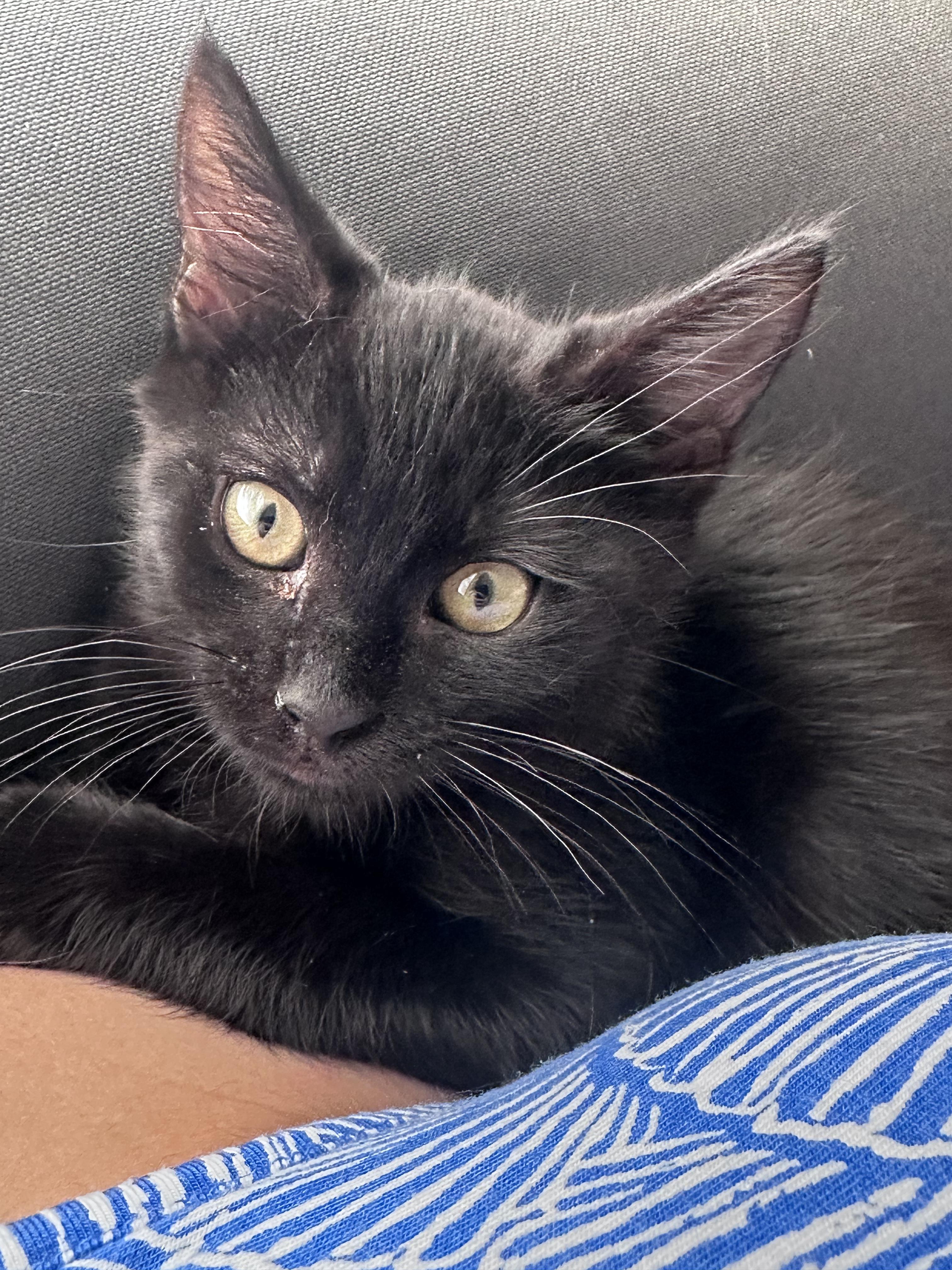 Cola, ADOPTABLE, Kitten Male Domestic Short Hair.