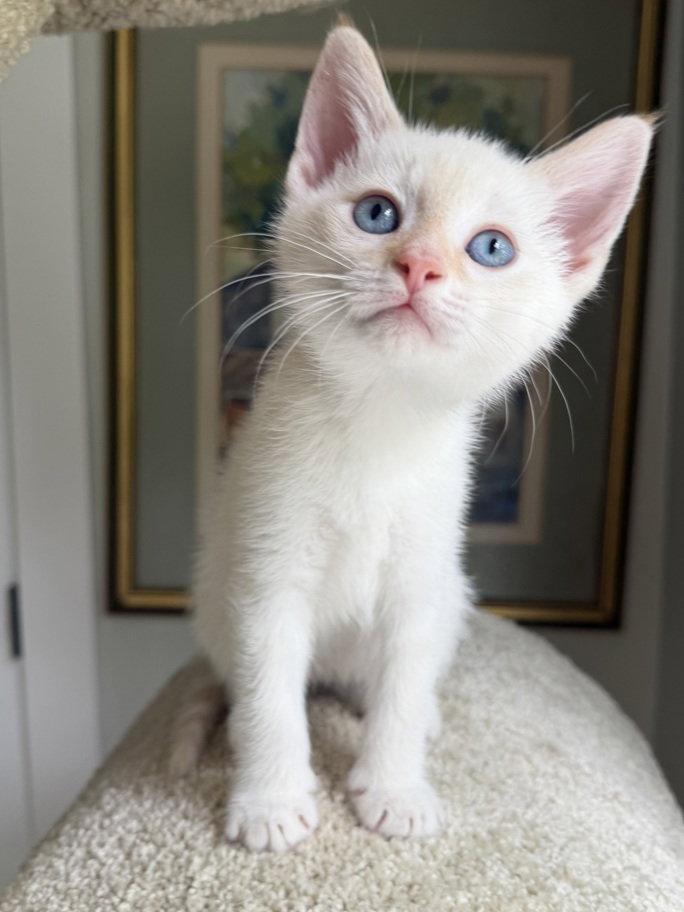 Denali, Adoptable, Kitten Male Siamese & Domestic Short Hair.