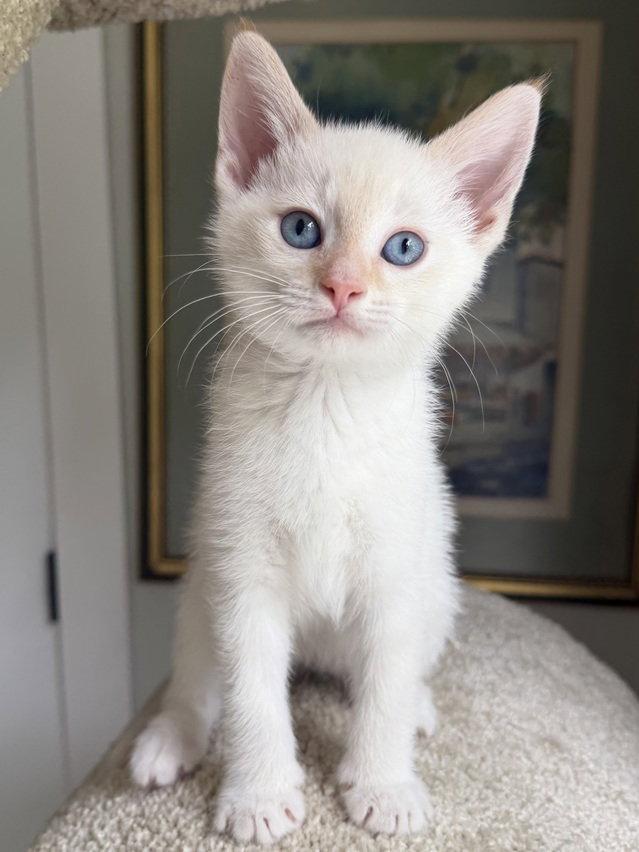 Denali, a Adoptable mixed breed in Nashville, TN image 2/3