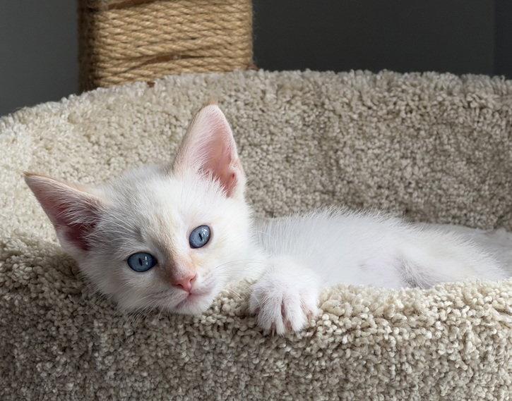 Denali, a Adoptable mixed breed in Nashville, TN image 3/3