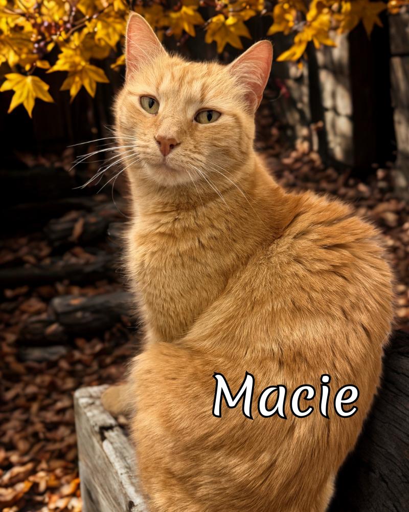 Macie-A Rare Female Ginger Gem Looking for Her Forever Home!, a Adoptable Domestic Short Hair in Laurel, MD image 1/5