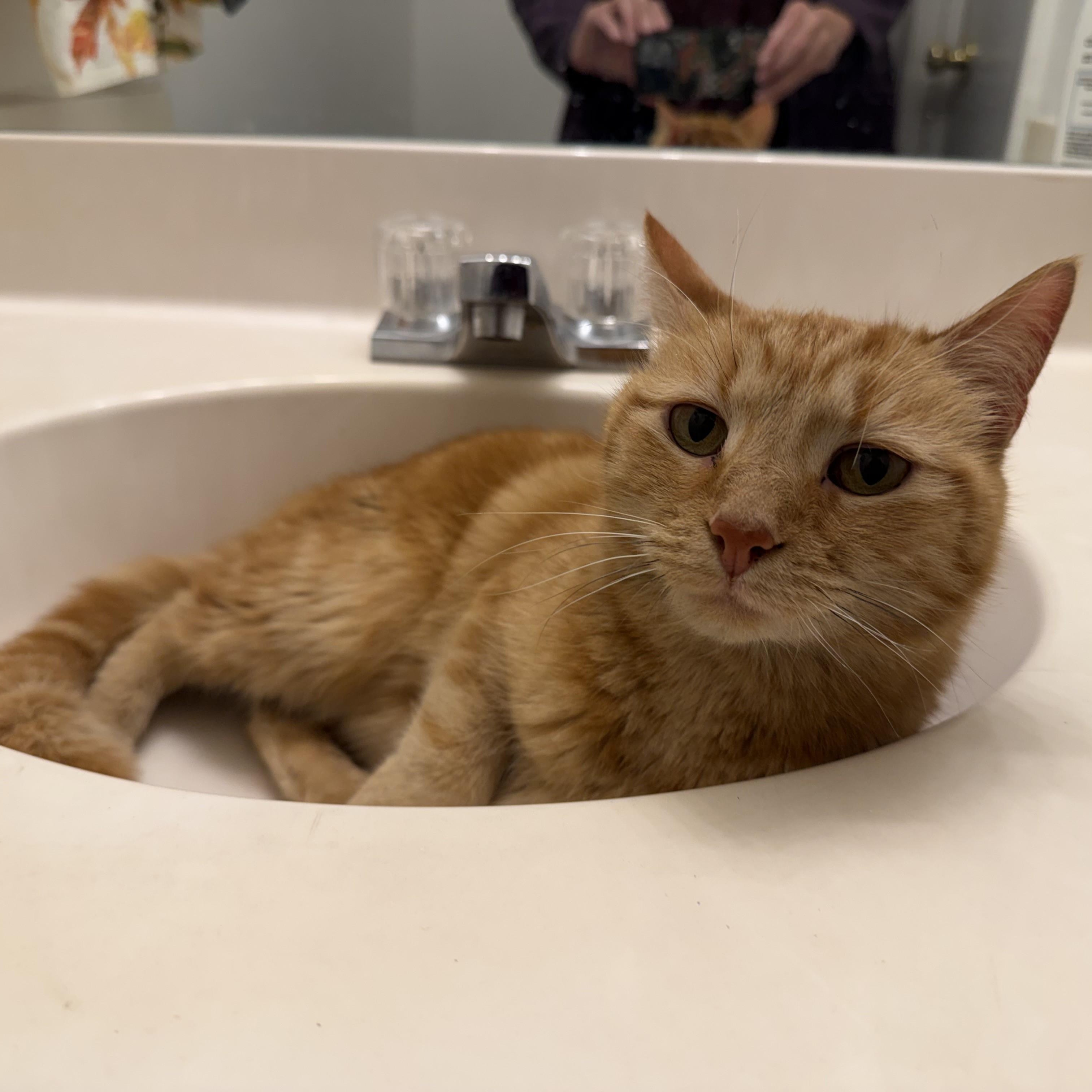 Macie-A Rare Female Ginger Gem Looking for Her Forever Home!, a Adoptable Domestic Short Hair in Laurel, MD image 2/5