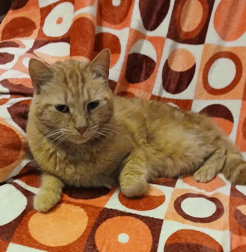 Macie-A Rare Female Ginger Gem Looking for Her Forever Home!, a Adoptable Domestic Short Hair in Laurel, MD image 3/5