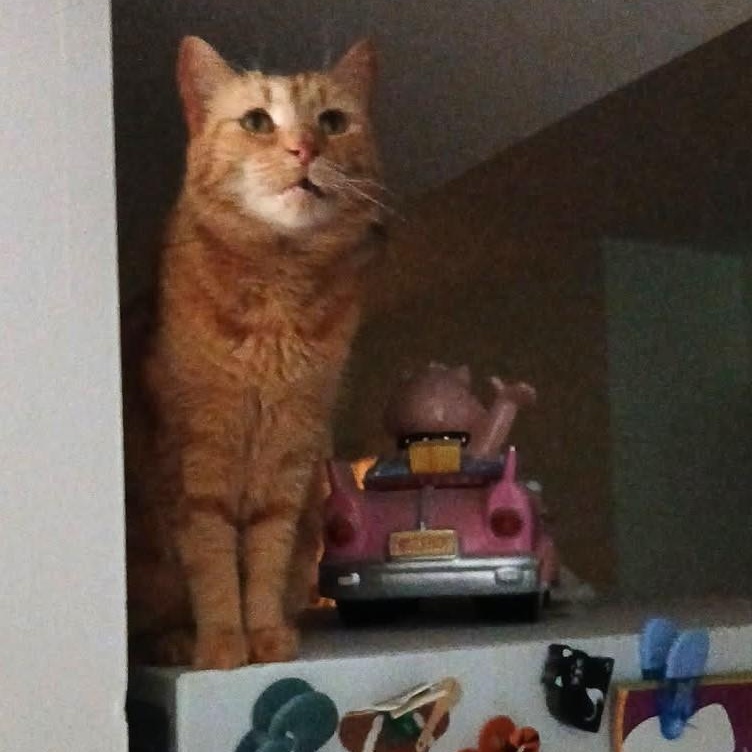 Macie-A Rare Female Ginger Gem Looking for Her Forever Home!, a Adoptable Domestic Short Hair in Laurel, MD image 4/5