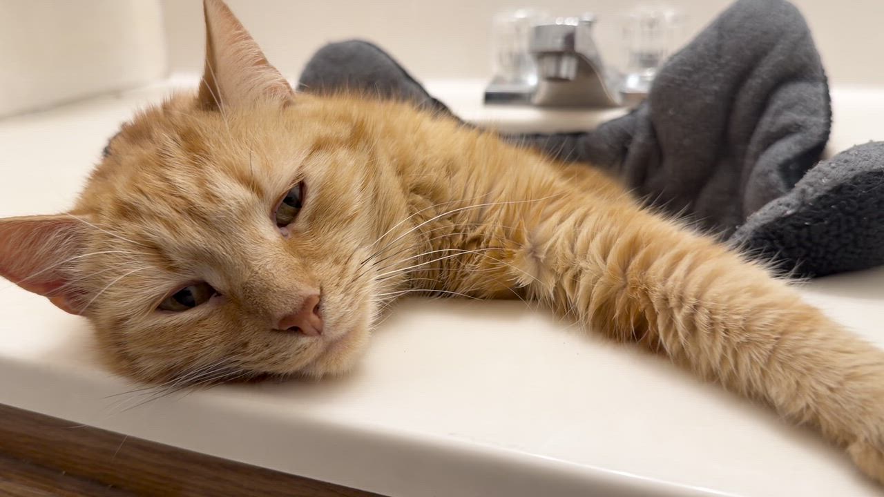 Enlarge Macie-A Rare Female Ginger Gem Looking for Her Forever Home!, a Adoptable Domestic Short Hair in Laurel, MD video 5/5