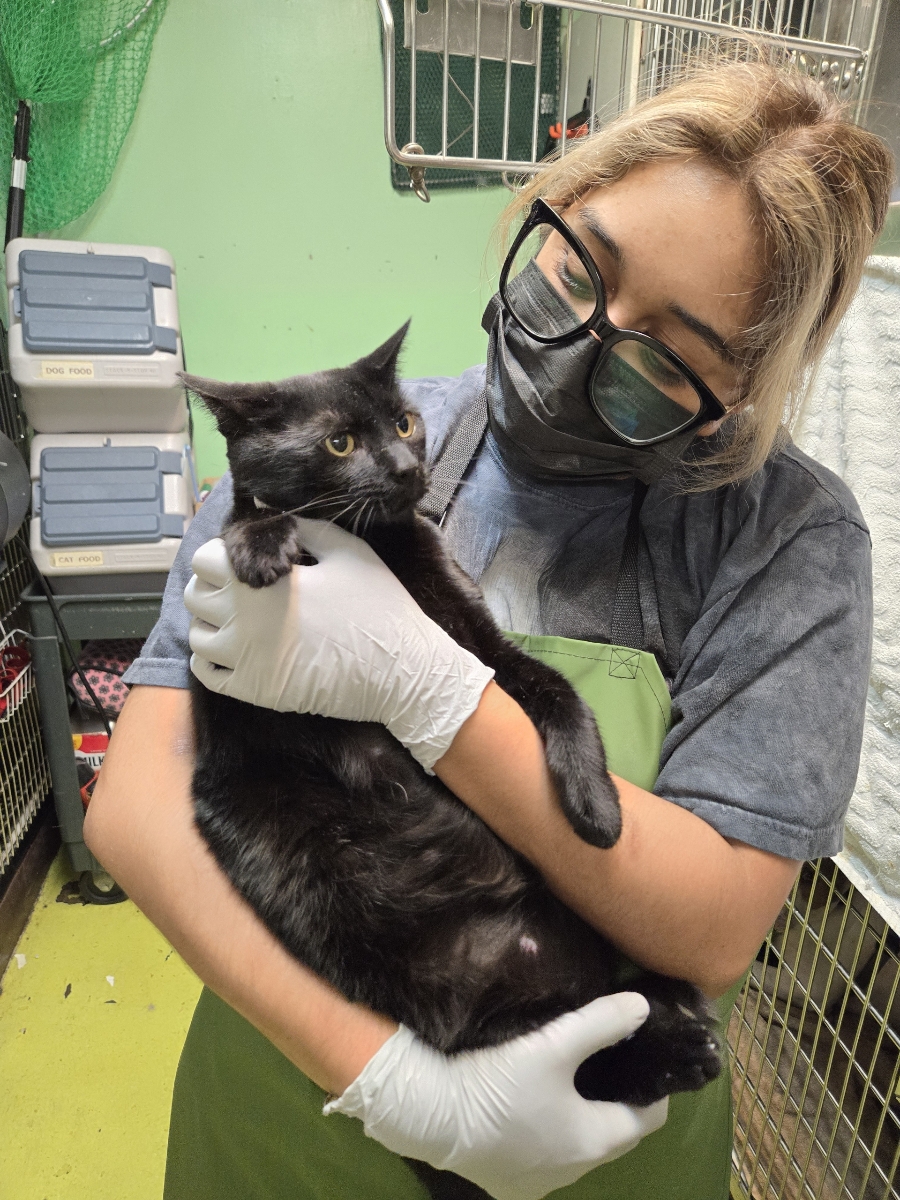 Ms. Jet Black Beauty!, Young Female American Shorthair