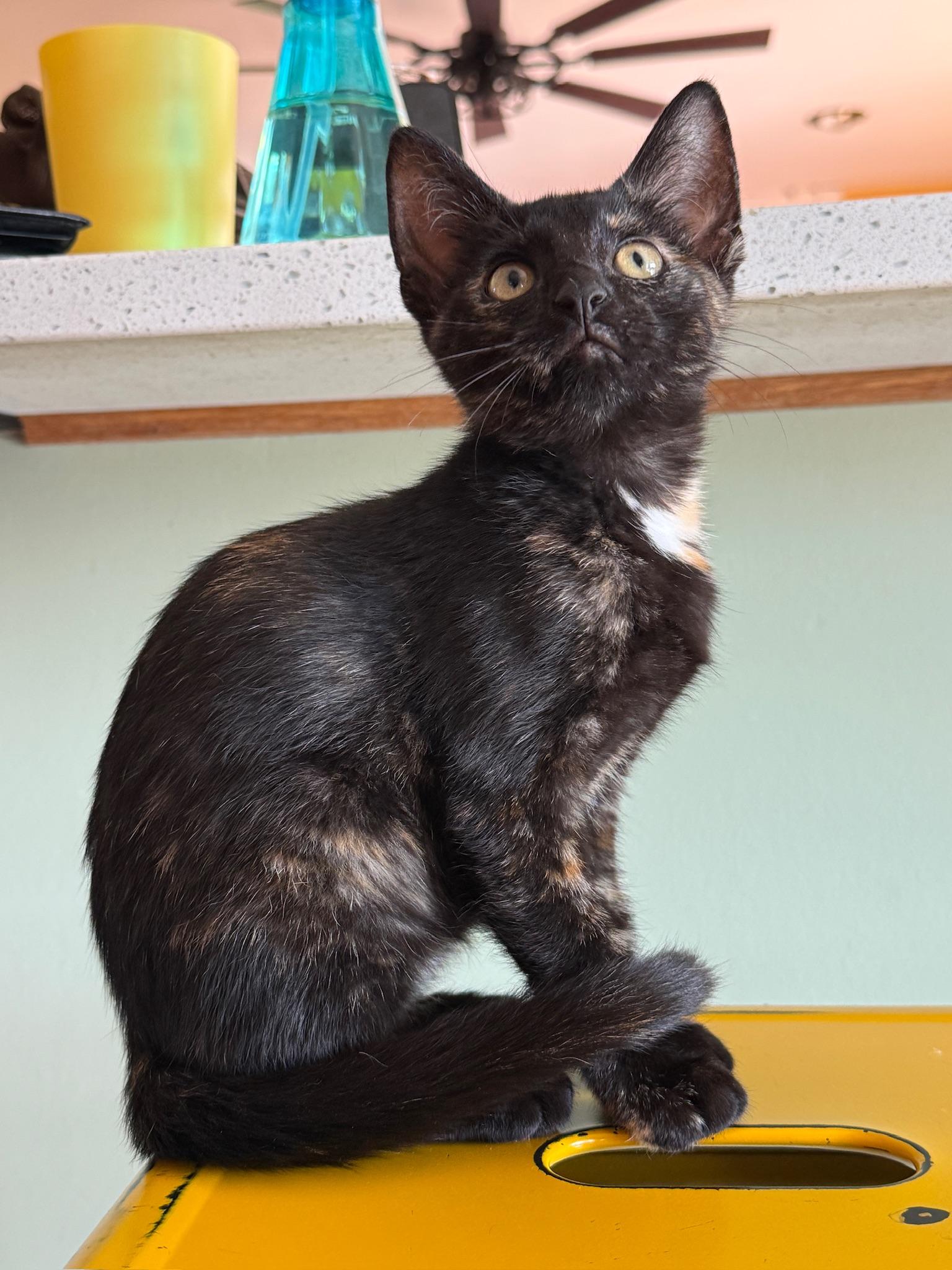 Enlarge Gigi, a Adoptable mixed breed in Louisville, OH image 4/4