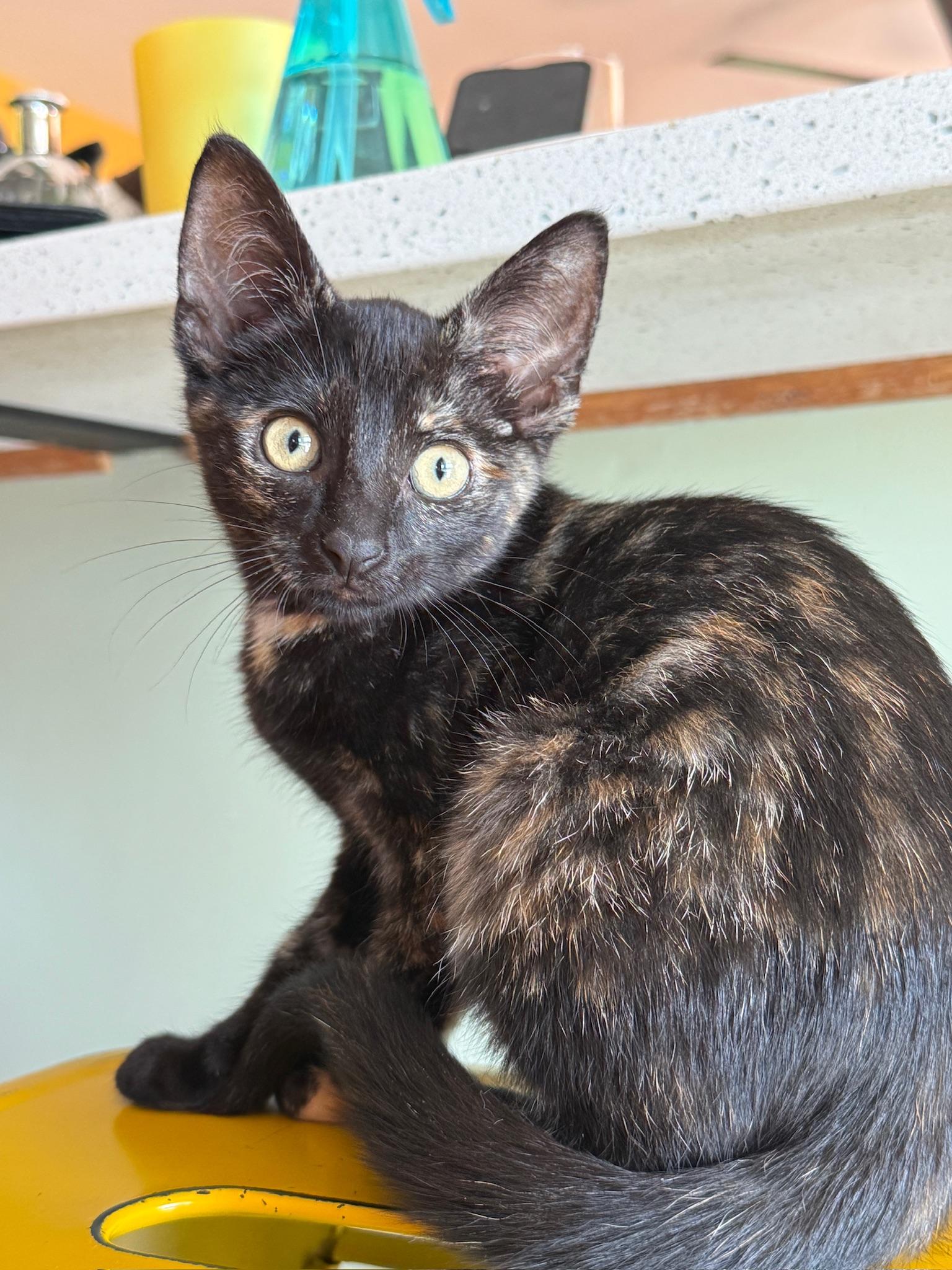 Enlarge Gigi, a Adoptable mixed breed in Louisville, OH image 3/4