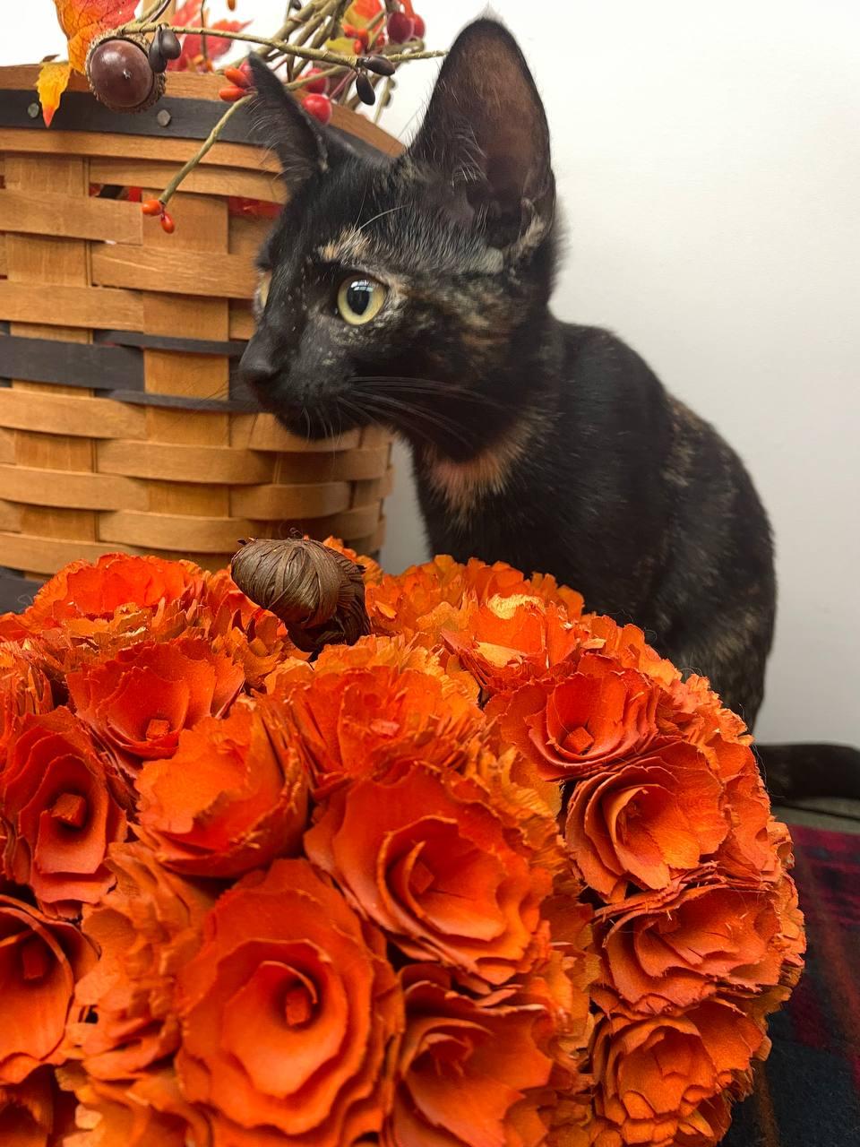Enlarge Gigi, a Adoptable mixed breed in Louisville, OH image 1/4