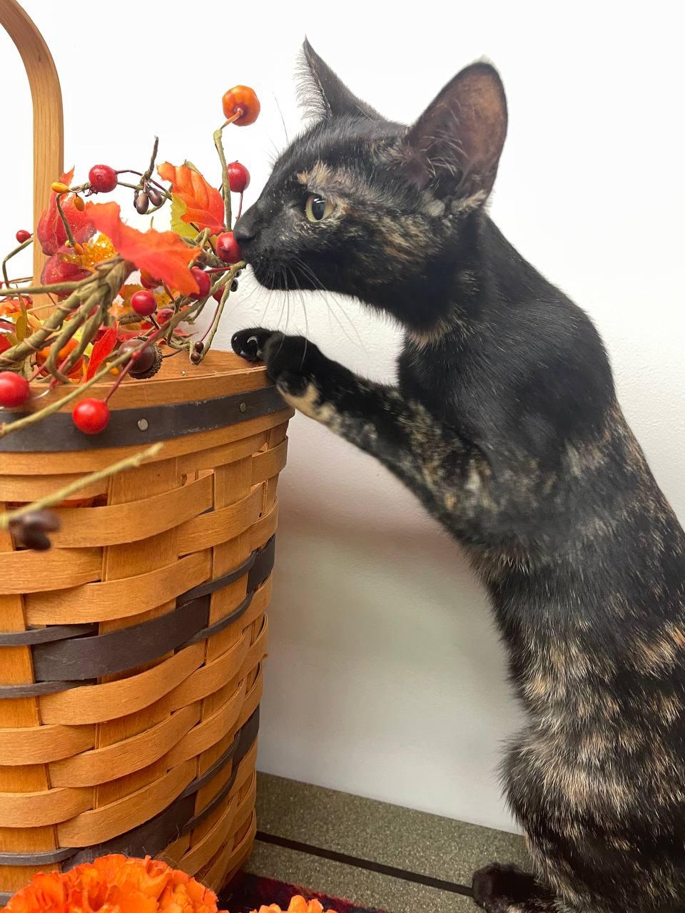 Enlarge Gigi, a Adoptable mixed breed in Louisville, OH image 2/4