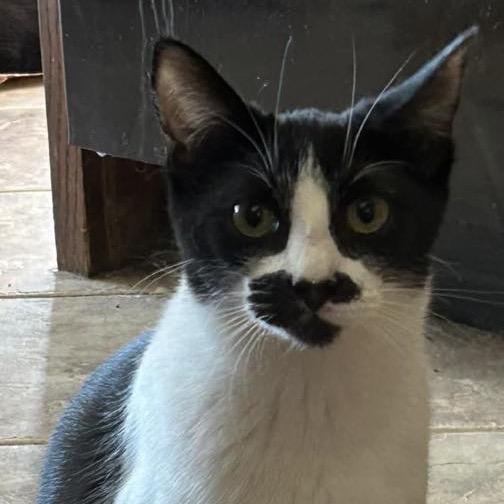 Enlarge Serena, a Adoptable Domestic Short Hair in Calimesa, CA image 2/5