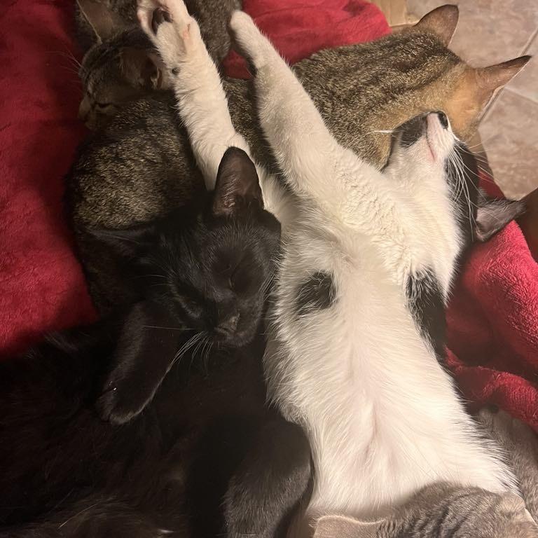 Enlarge Serena, a Adoptable Domestic Short Hair in Calimesa, CA image 3/5