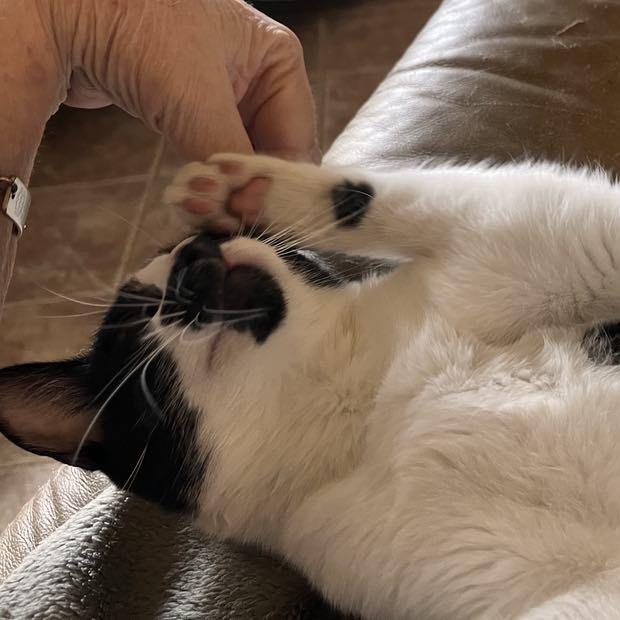 Enlarge Serena, a Adoptable Domestic Short Hair in Calimesa, CA image 4/5