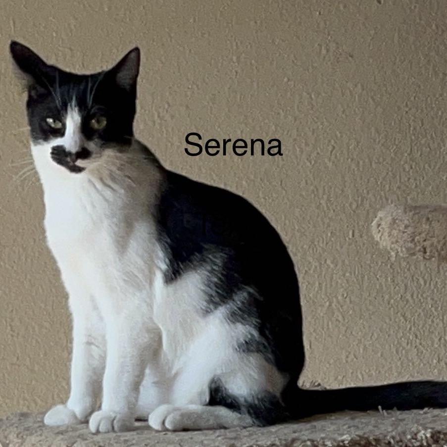 Enlarge Serena, a Adoptable Domestic Short Hair in Calimesa, CA image 5/5