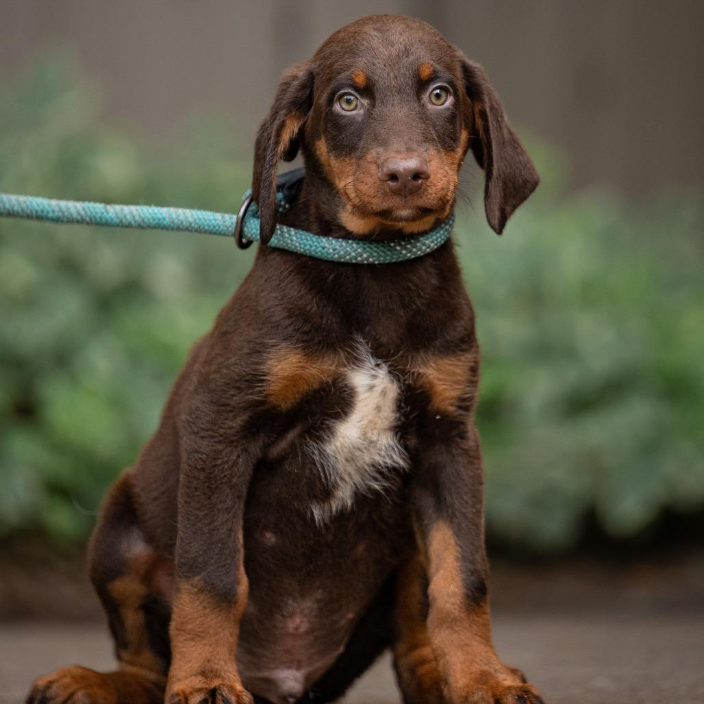 Jagger, ADOPTABLE, Puppy Male Doberman Pinscher.