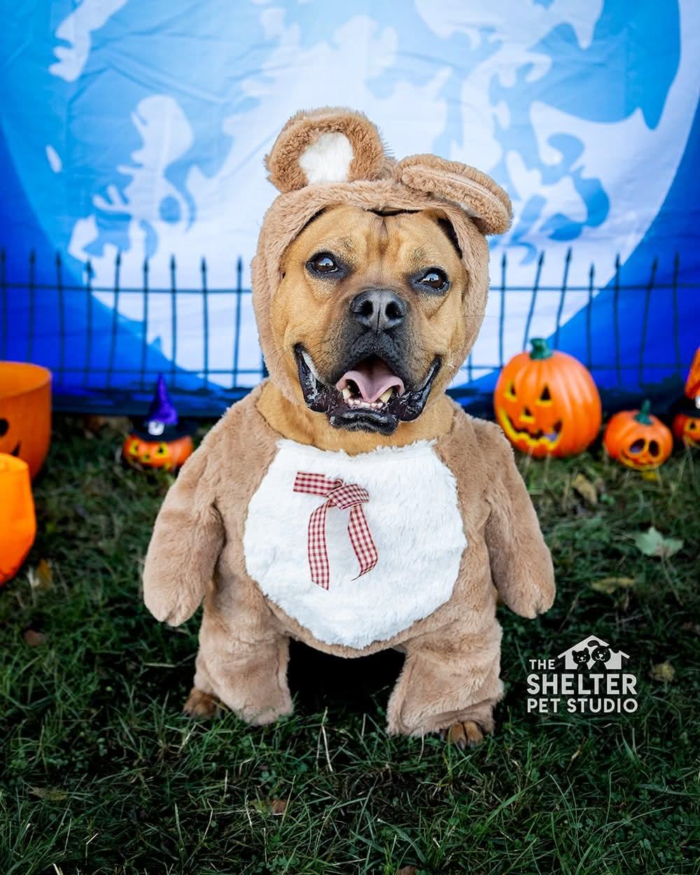 Enlarge Hippy AVAILABLE , a Adoptable American Staffordshire Terrier in Canton, OH image 1/6