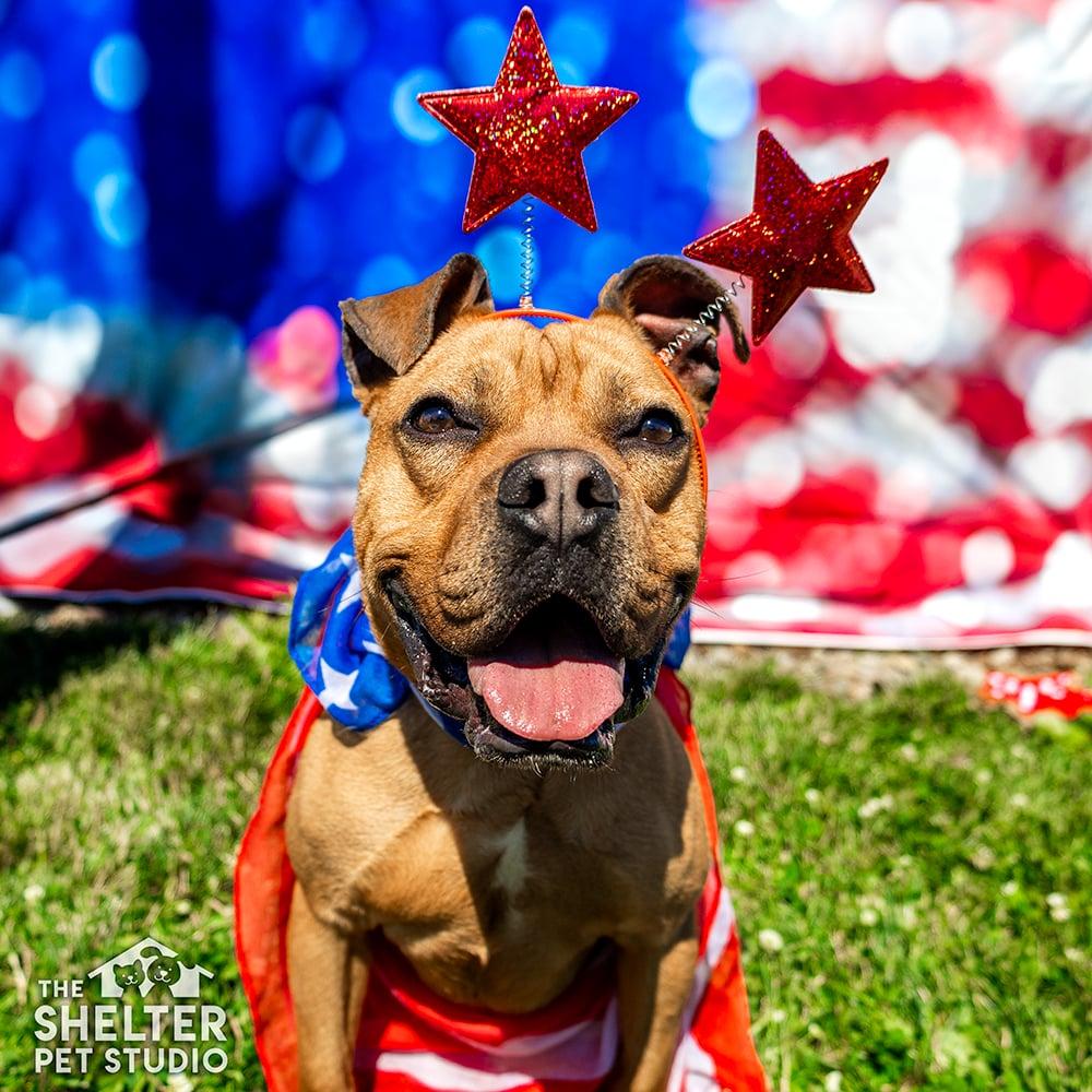 Enlarge Hippy AVAILABLE , a ADOPTABLE American Staffordshire Terrier in Canton, OH image 1/6