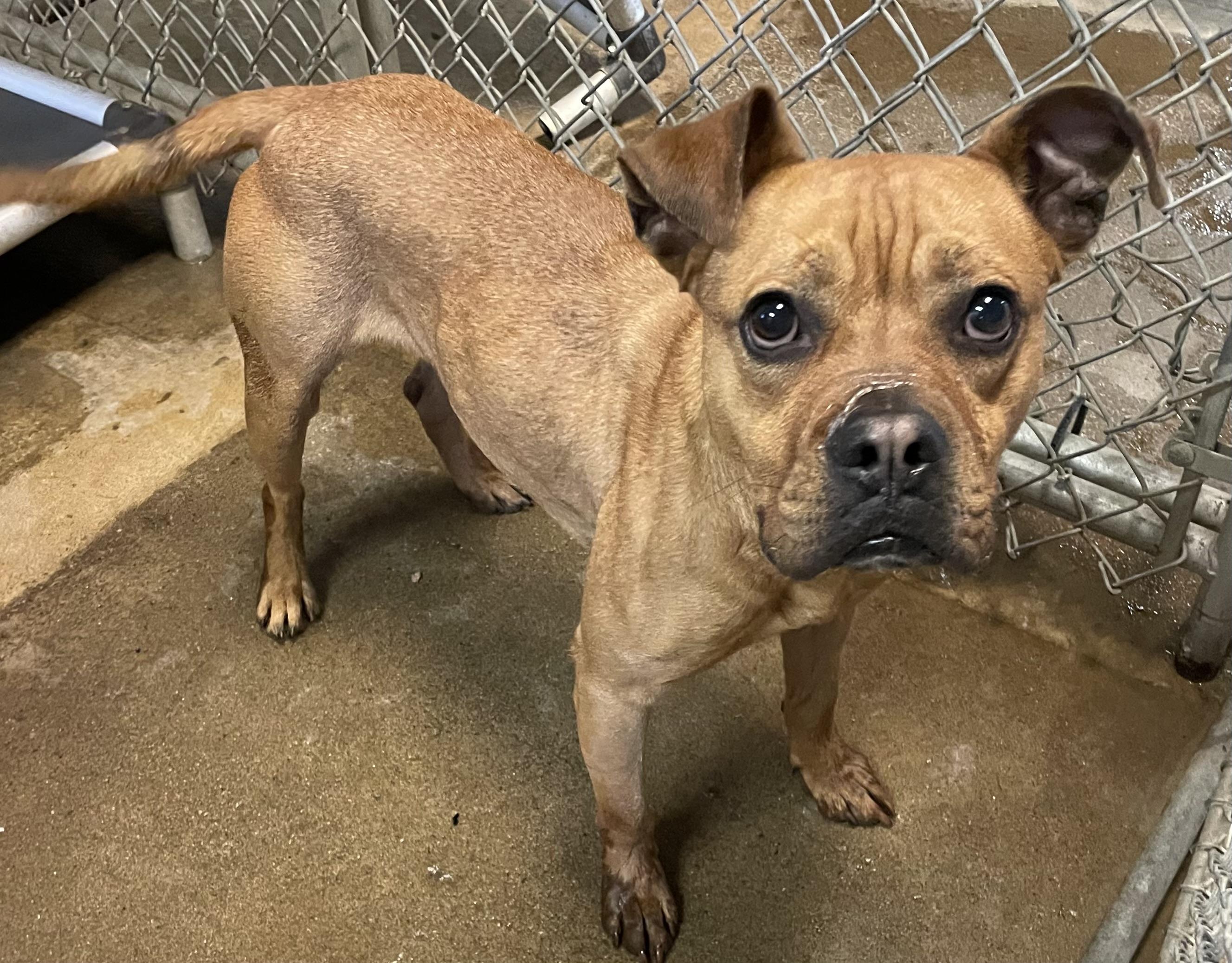 Enlarge Hippy AVAILABLE , a ADOPTABLE American Staffordshire Terrier in Canton, OH image 6/6