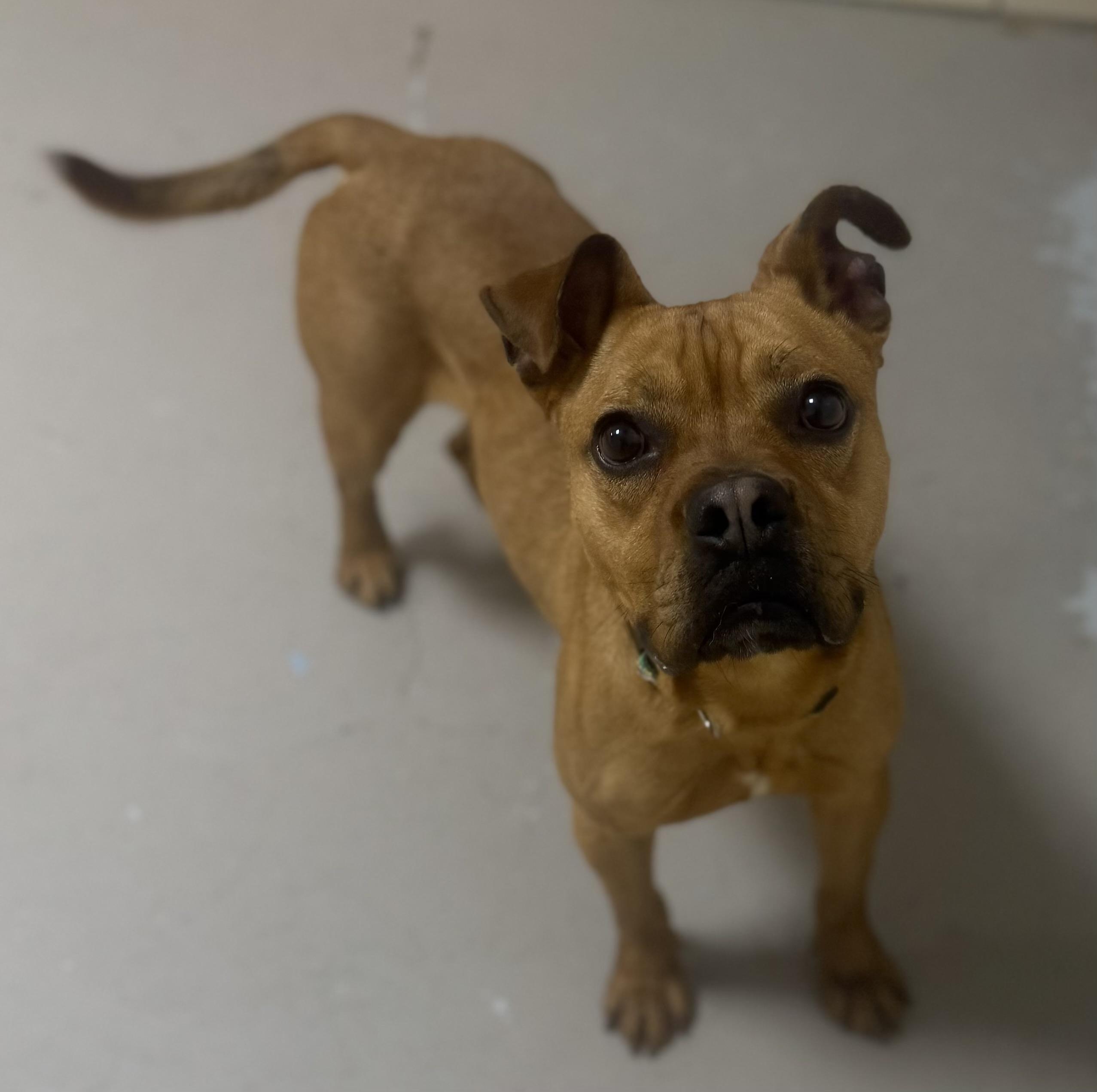 Enlarge Hippy AVAILABLE , a ADOPTABLE American Staffordshire Terrier in Canton, OH image 4/6