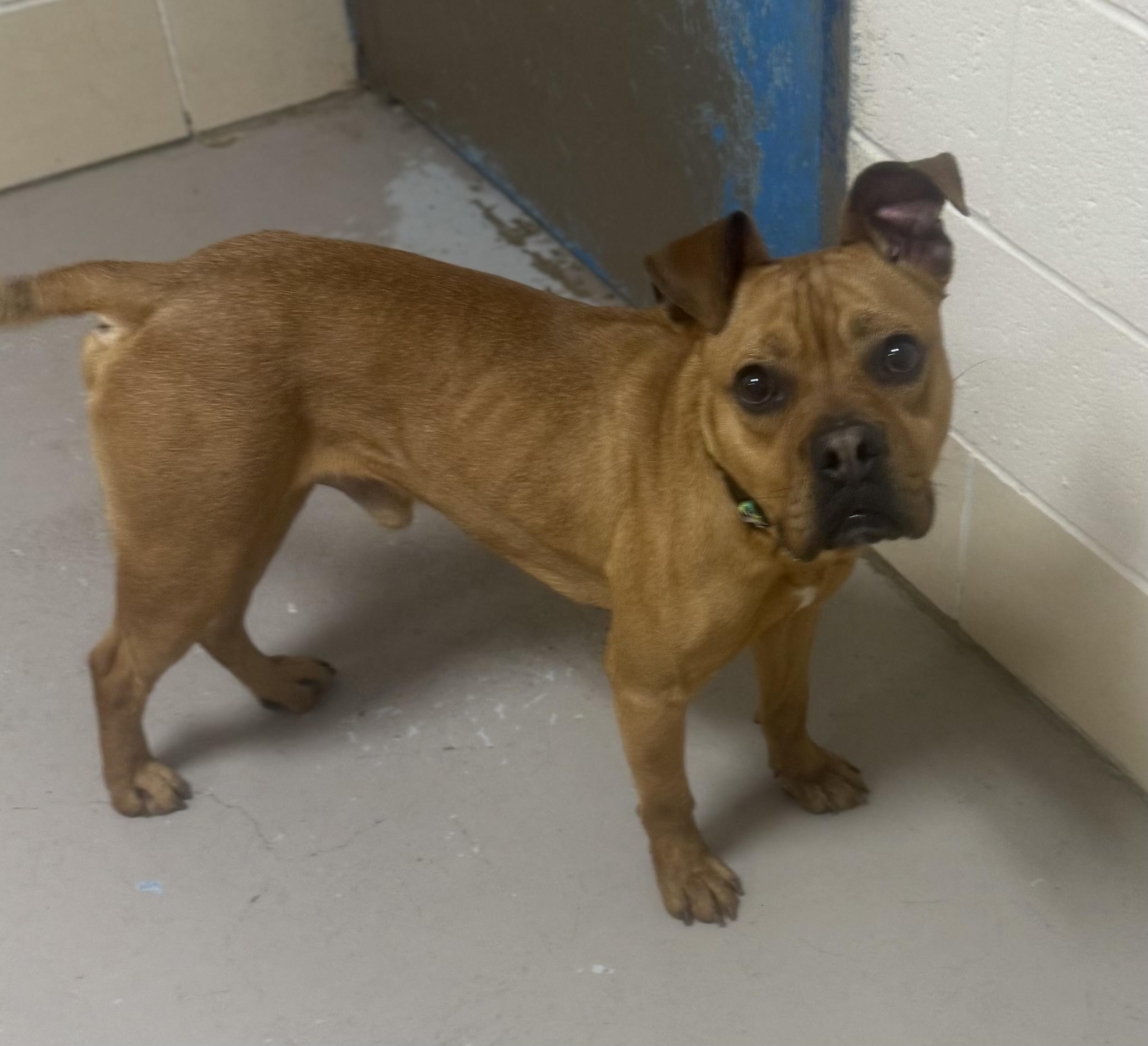 Enlarge Hippy AVAILABLE , a ADOPTABLE American Staffordshire Terrier in Canton, OH image 3/6