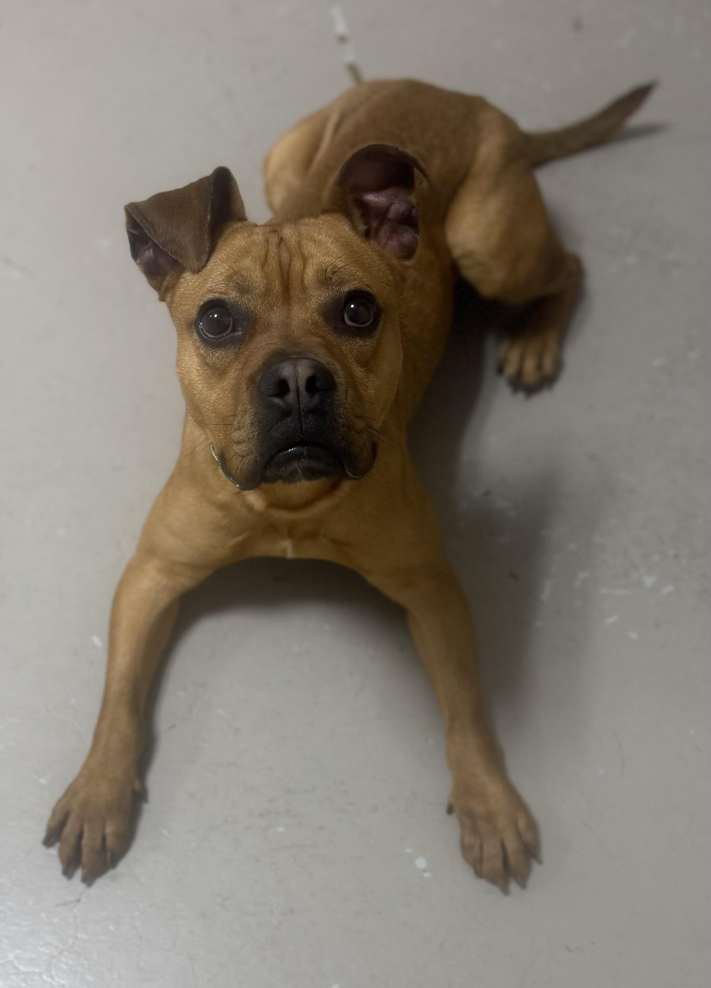 Enlarge Hippy AVAILABLE , a ADOPTABLE American Staffordshire Terrier in Canton, OH image 2/6