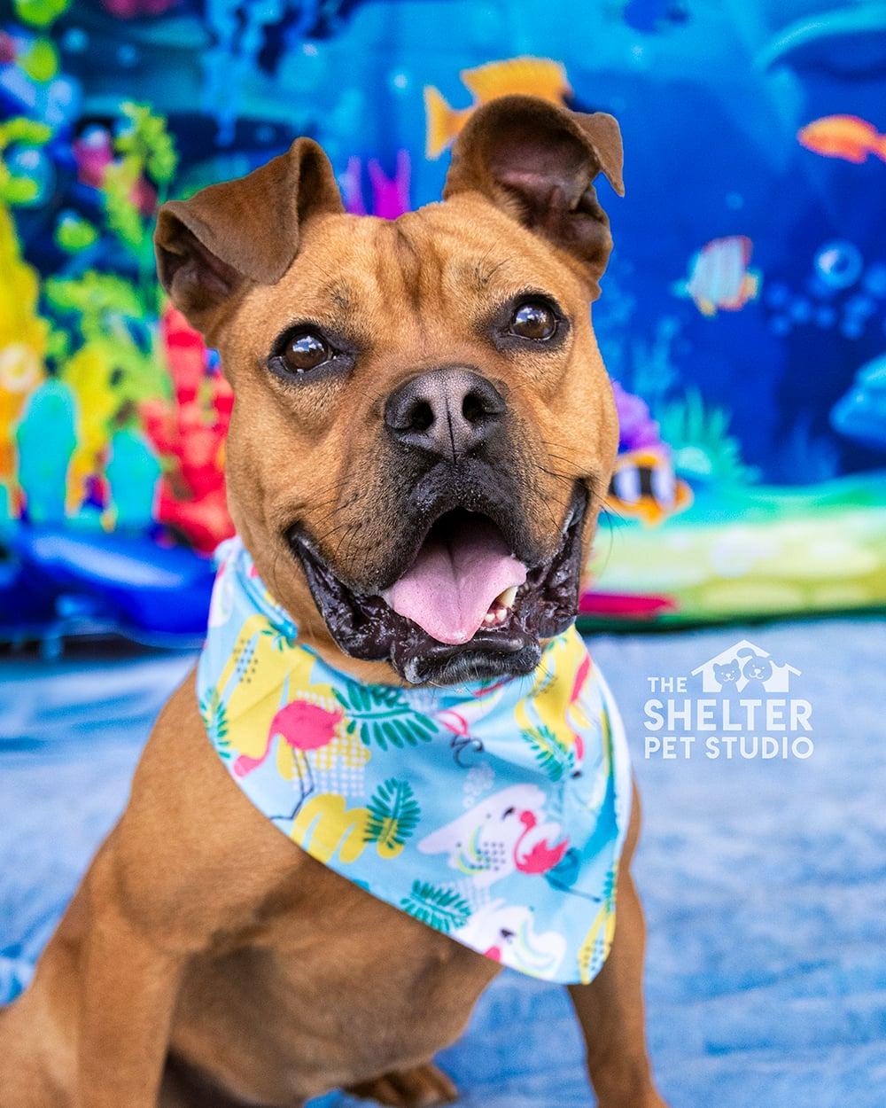 Hippy AVAILABLE , a ADOPTABLE American Staffordshire Terrier in Canton, OH image 1/6