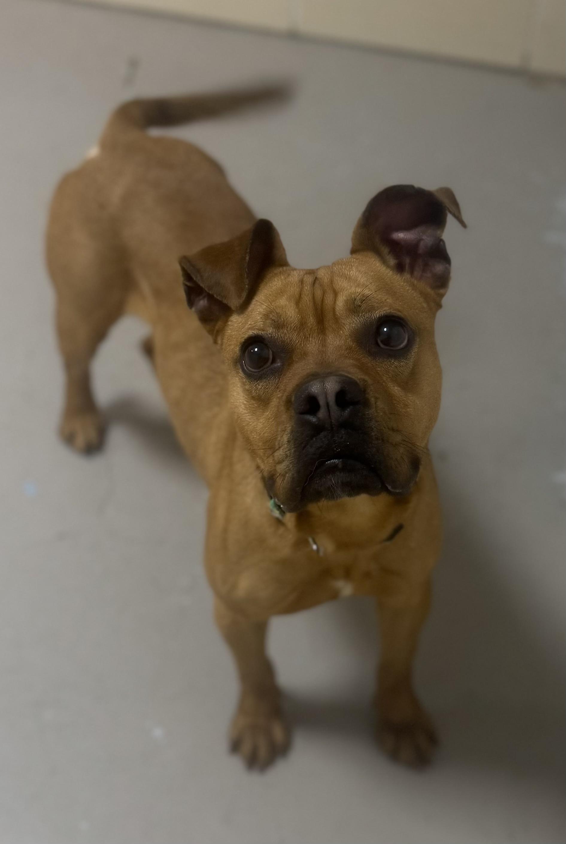 Enlarge Hippy AVAILABLE , a ADOPTABLE American Staffordshire Terrier in Canton, OH image 5/6