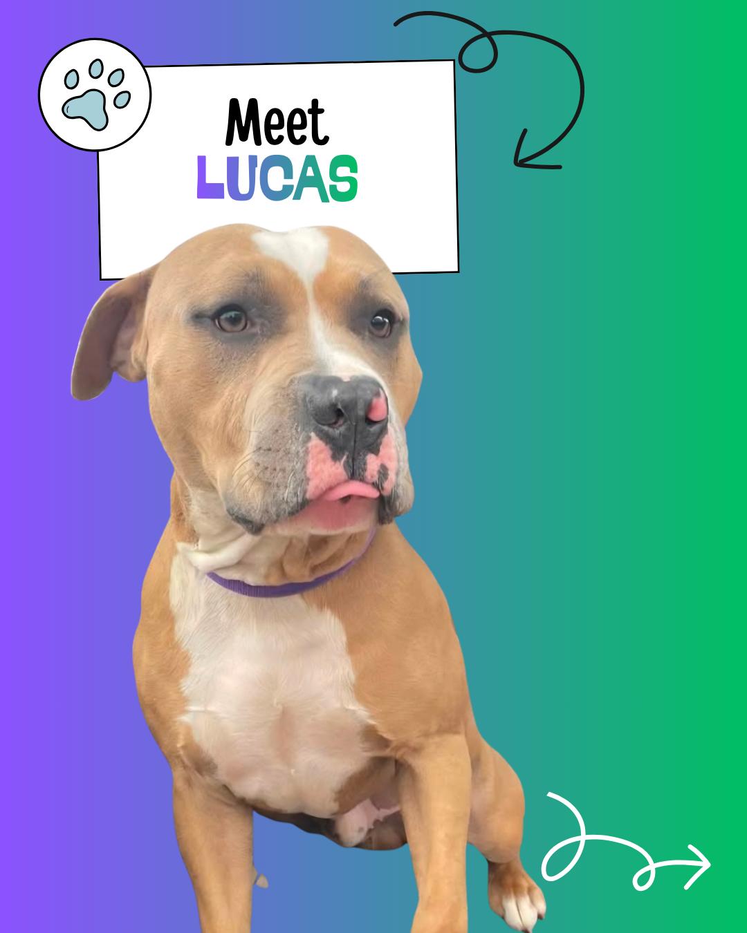 Enlarge Lucas, a ADOPTABLE Pit Bull Terrier in Sulphur, KY image 2/6