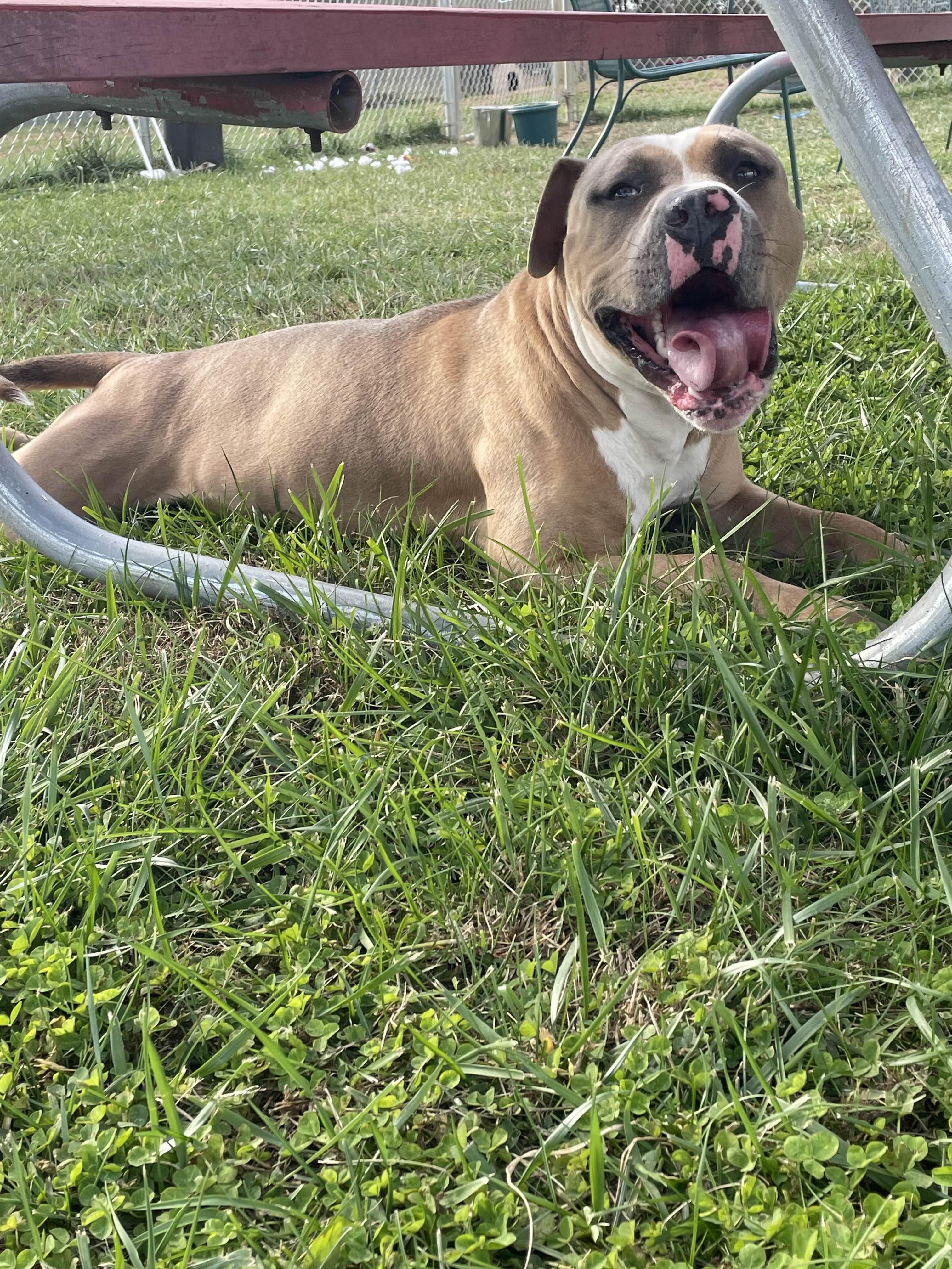 Enlarge Lucas, a ADOPTABLE Pit Bull Terrier in Sulphur, KY image 5/6