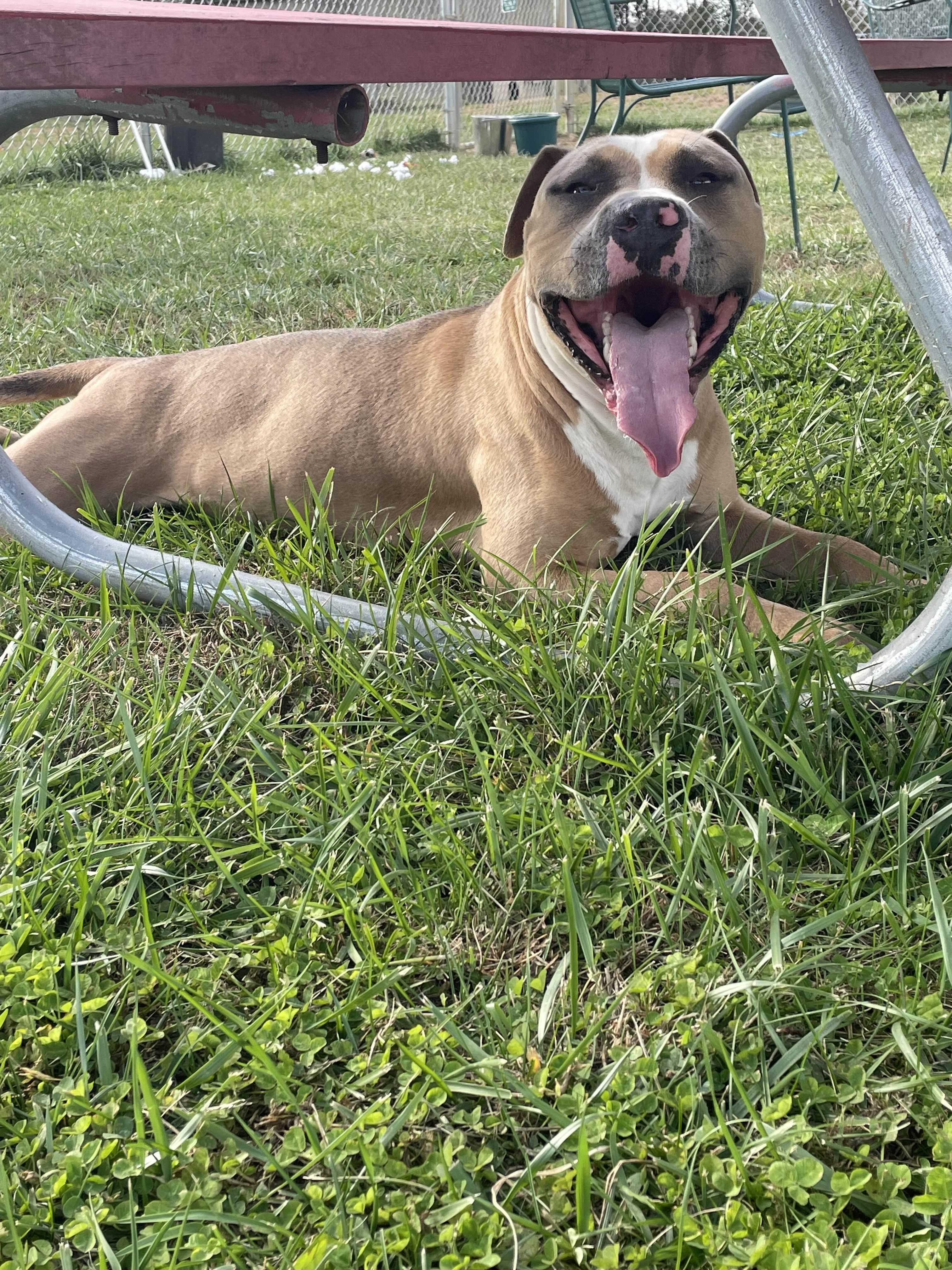Enlarge Lucas, a ADOPTABLE Pit Bull Terrier in Sulphur, KY image 6/6