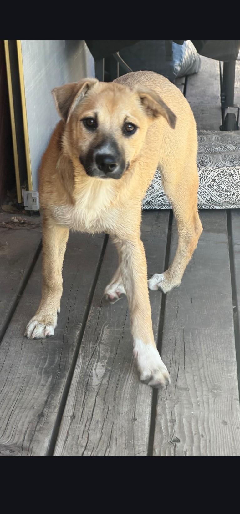 Hazel, Adoptable, Puppy Female Australian Shepherd.