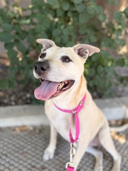 Enlarge Daisy, a ADOPTABLE mixed breed in Redmond, OR image 1/1