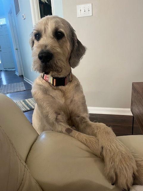 Ollie, a Adopted mixed breed in Chambersburg, PA image 1/3