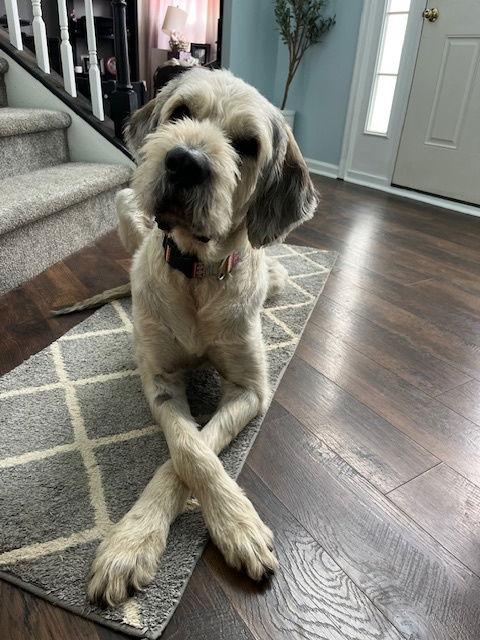 Ollie, a Adopted mixed breed in Chambersburg, PA image 2/3