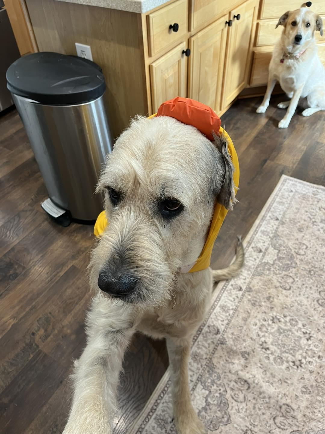 Ollie, a Adopted mixed breed in Chambersburg, PA image 3/3