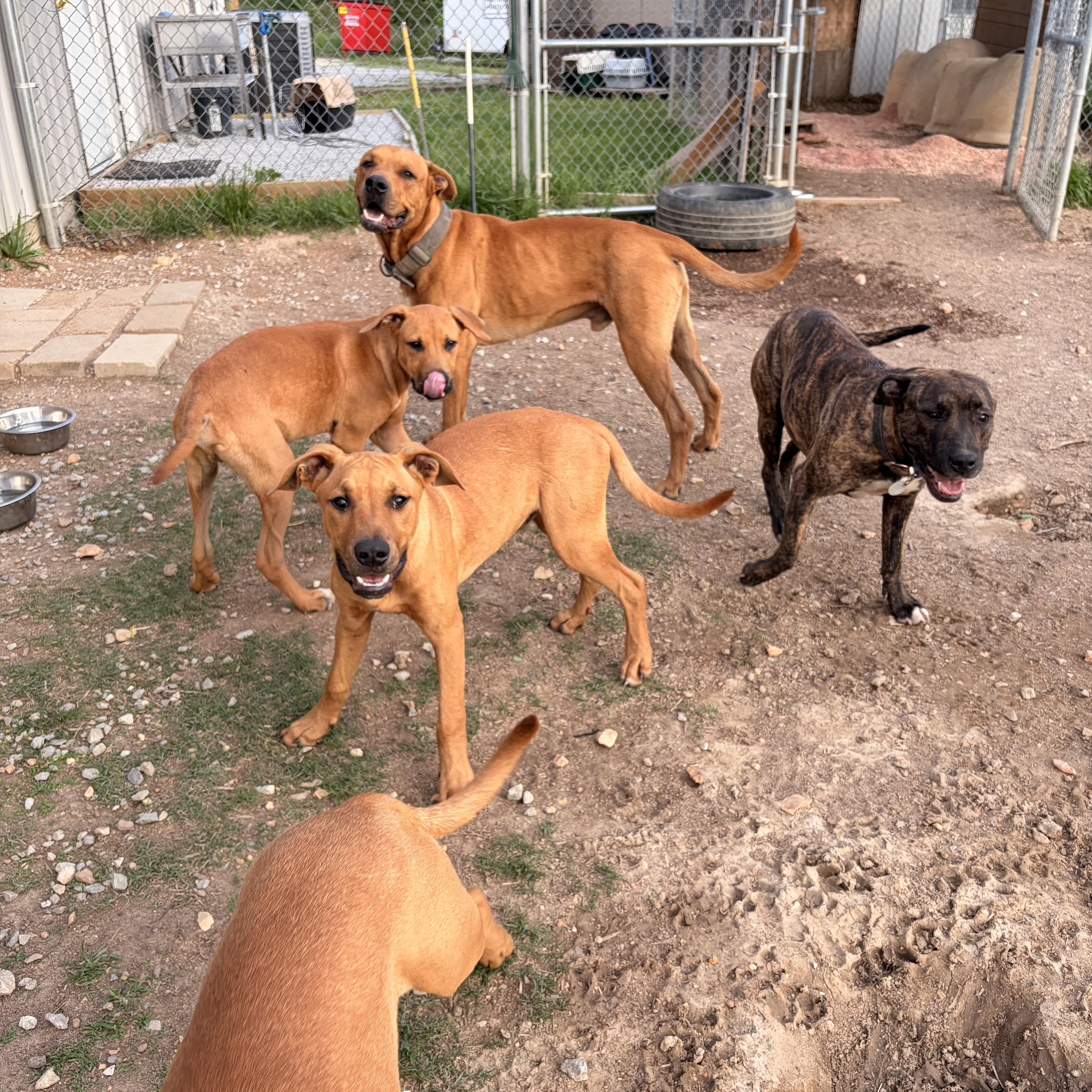 Cody, a ADOPTABLE mixed breed in Melbourne, AR image 2/4