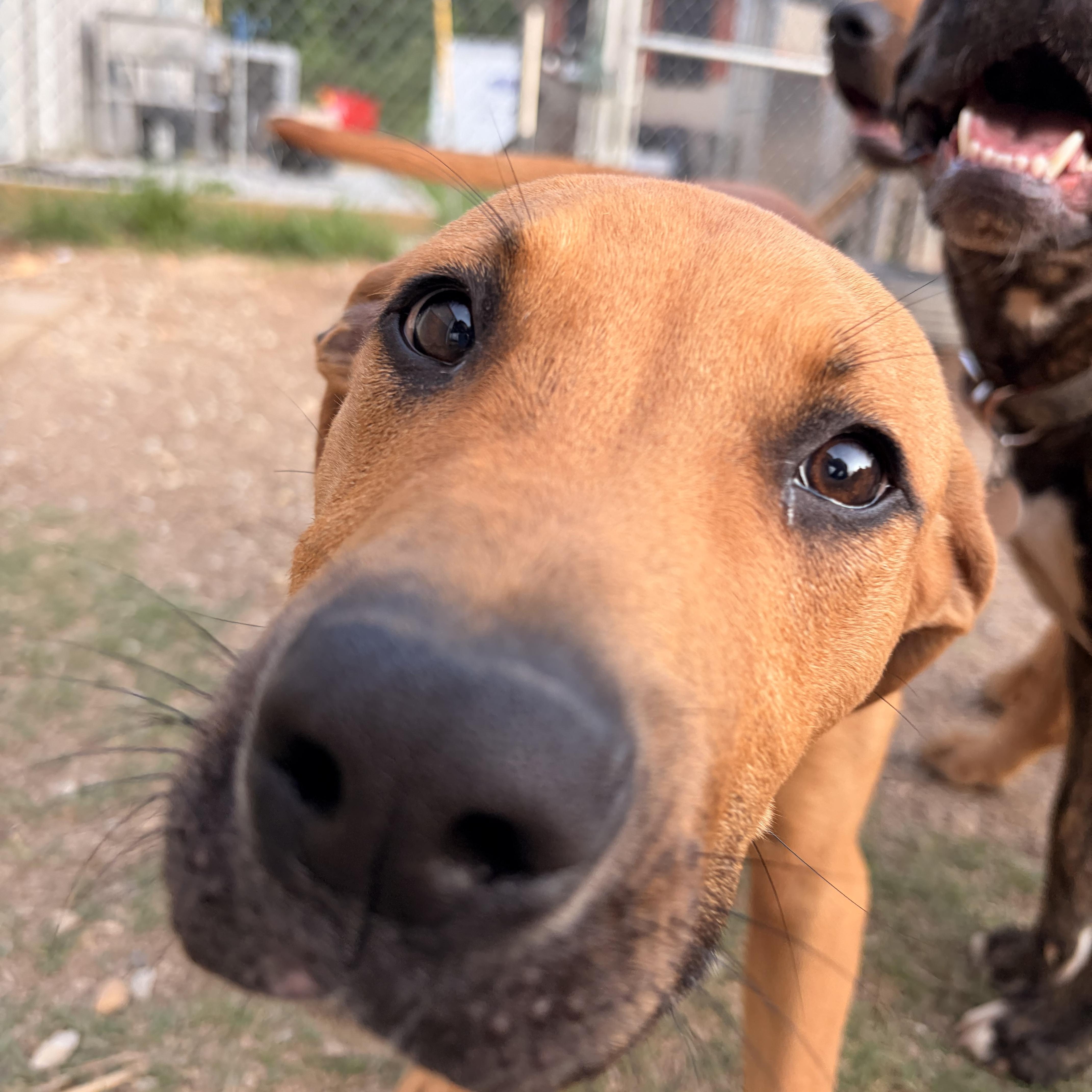Cody, a ADOPTABLE mixed breed in Melbourne, AR image 1/4