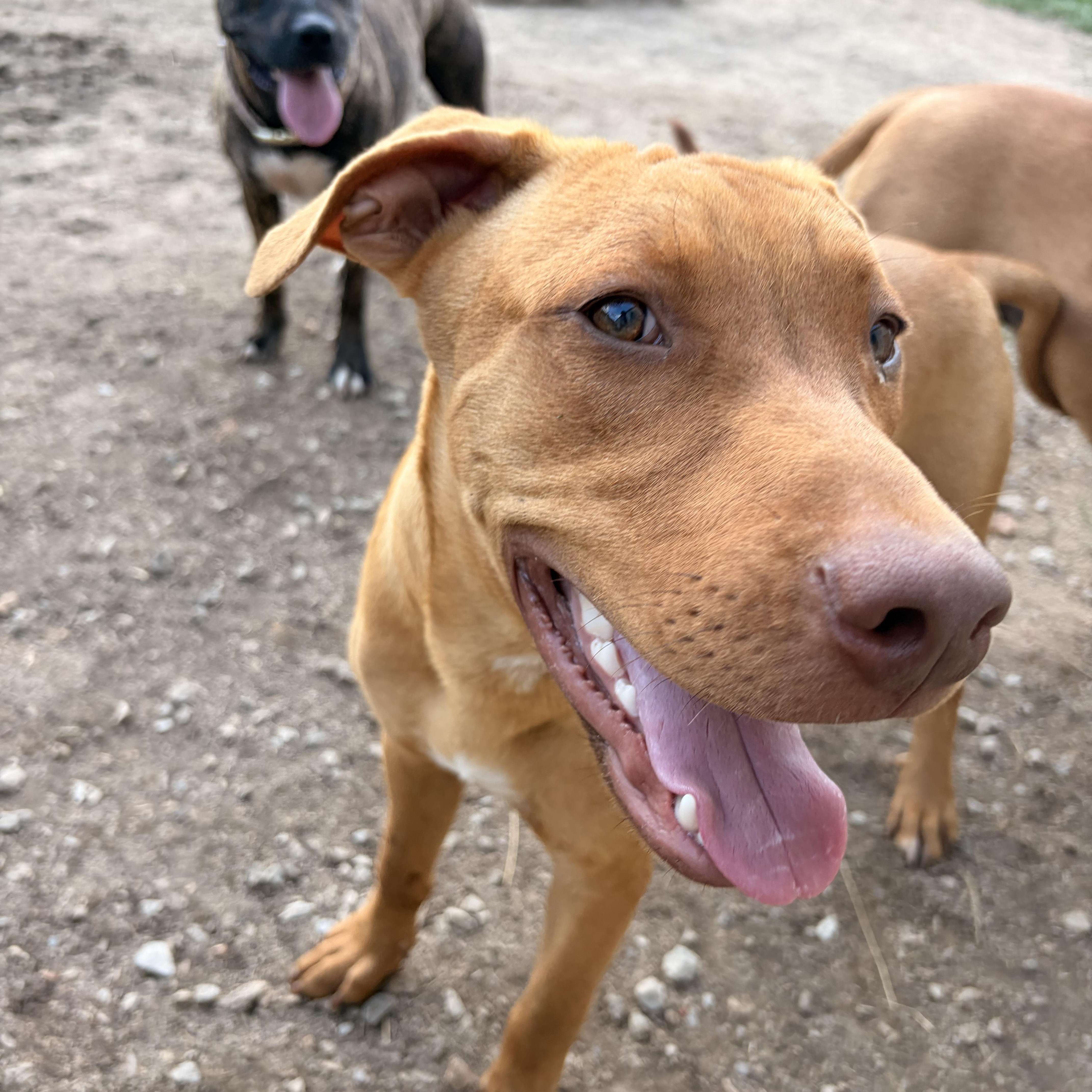 Cody, a ADOPTABLE mixed breed in Melbourne, AR image 4/6