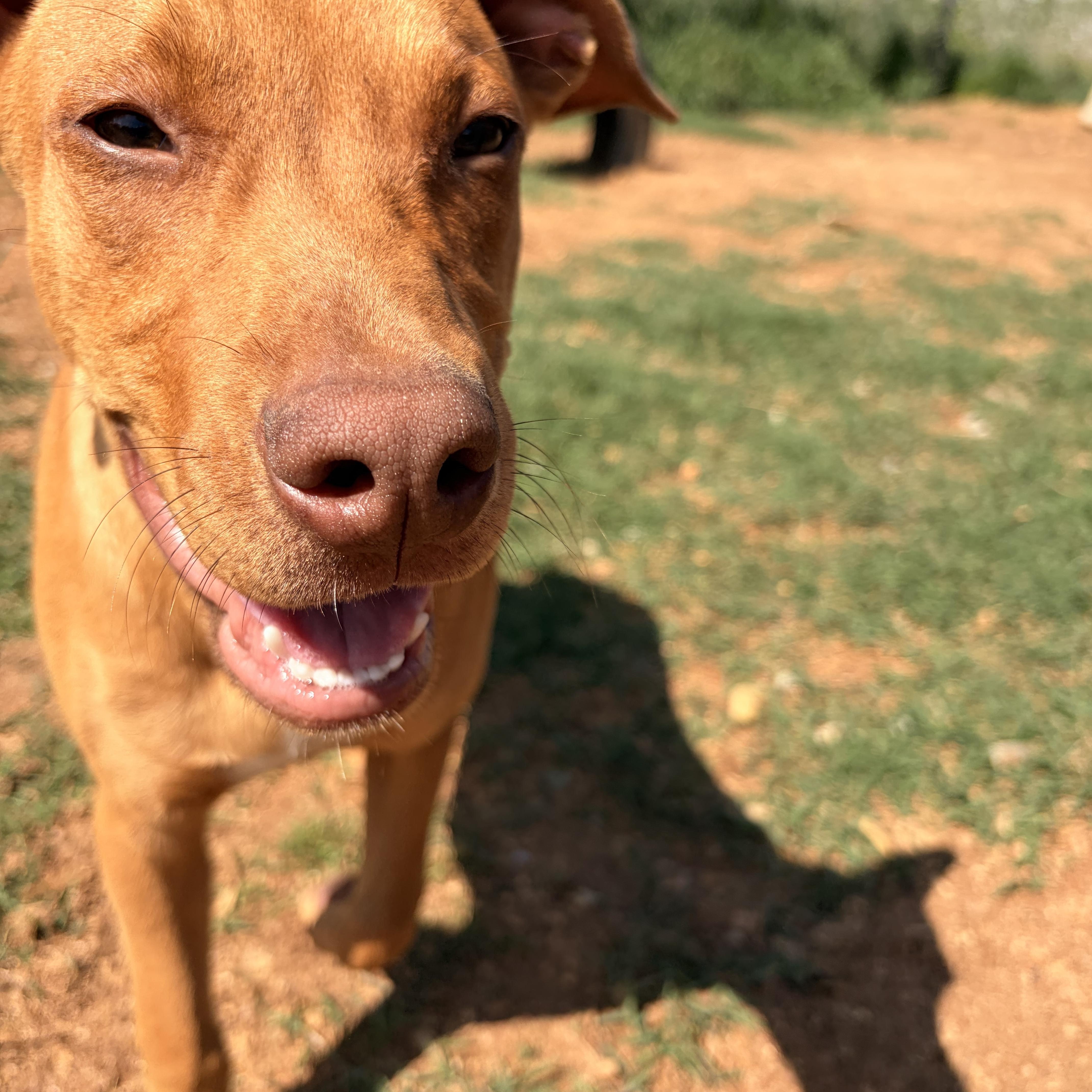 Cody, a ADOPTABLE mixed breed in Melbourne, AR image 5/6
