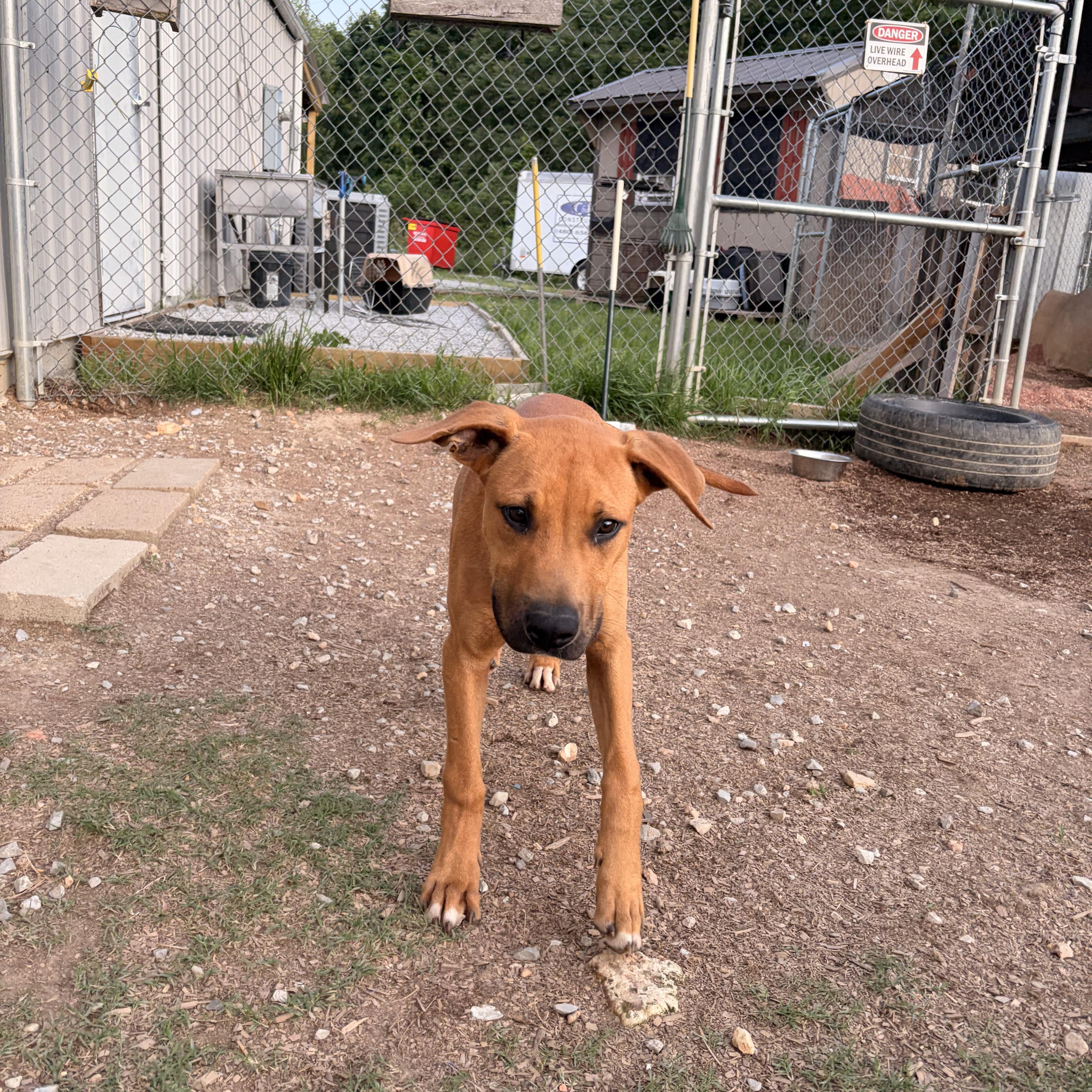 Cody, a ADOPTABLE mixed breed in Melbourne, AR image 4/4
