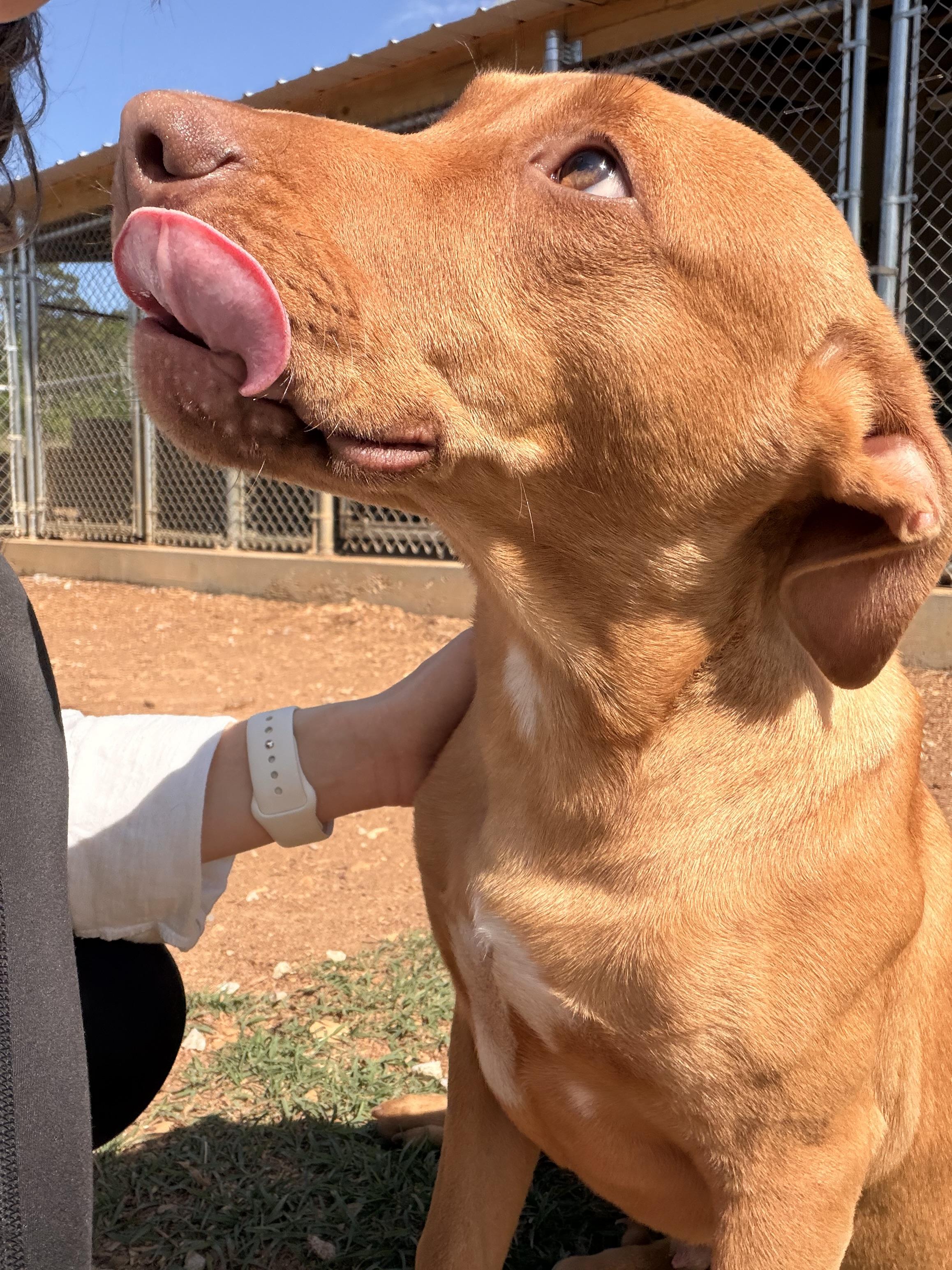 Cody, ADOPTABLE, Young Male Mountain Cur.
