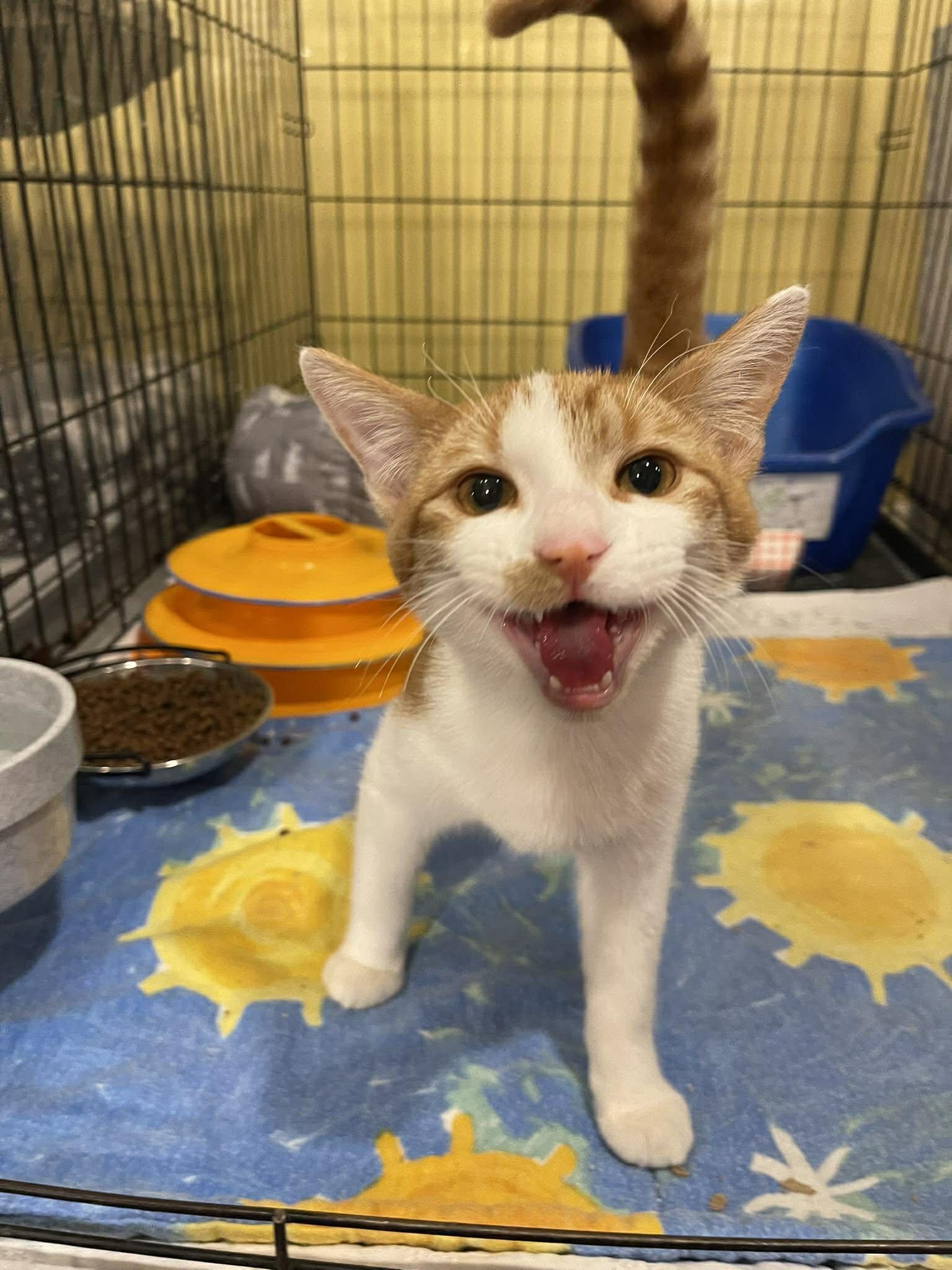 Dandelion, a ADOPTABLE Domestic Short Hair in Memphis, TN image 6/6