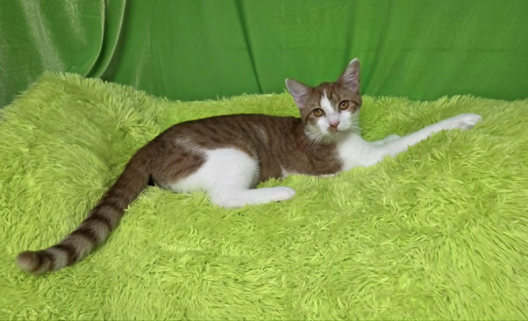 Dandelion, a ADOPTABLE Domestic Short Hair in Memphis, TN image 2/6