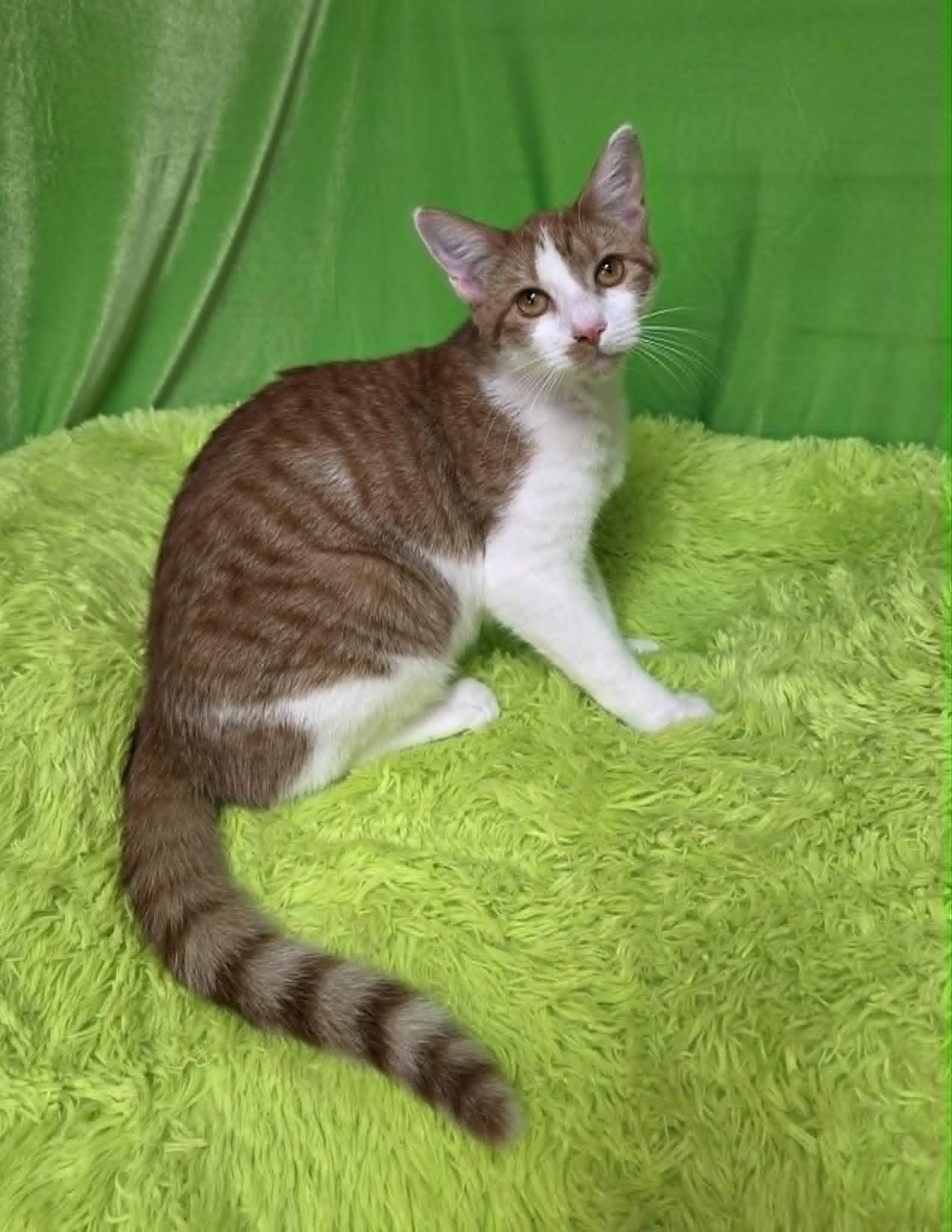 Dandelion, a ADOPTABLE Domestic Short Hair in Memphis, TN image 1/6