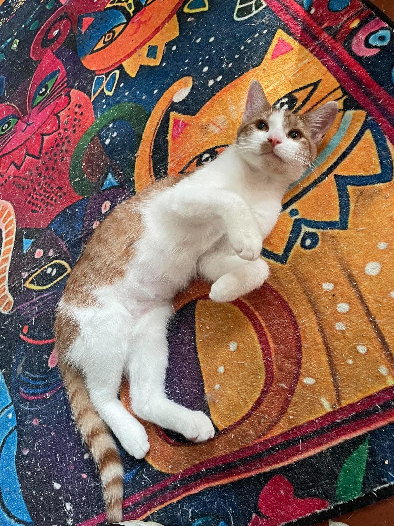 Dandelion, a ADOPTABLE Domestic Short Hair in Memphis, TN image 5/6