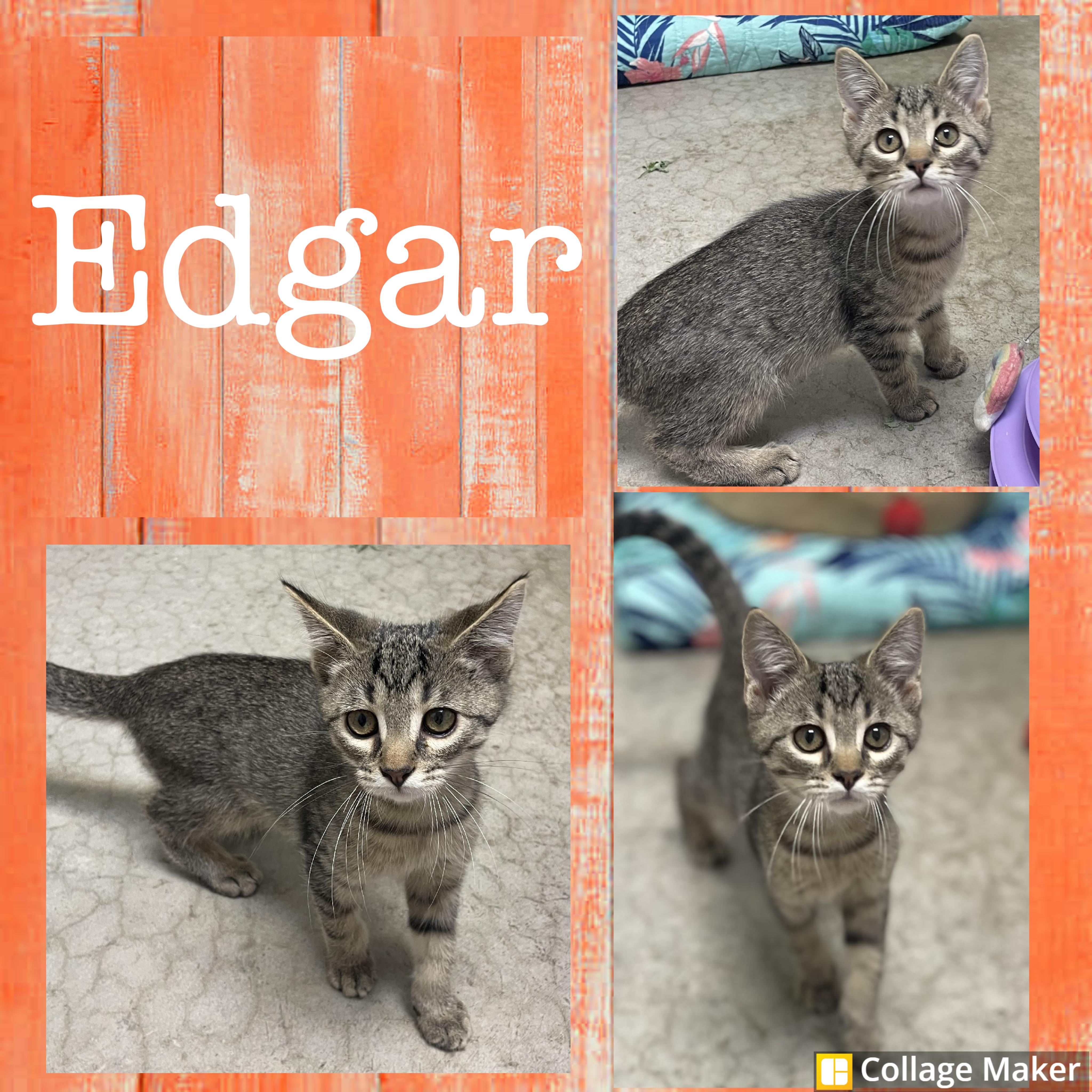 Edgar, Adoptable, Young Male Domestic Short Hair.