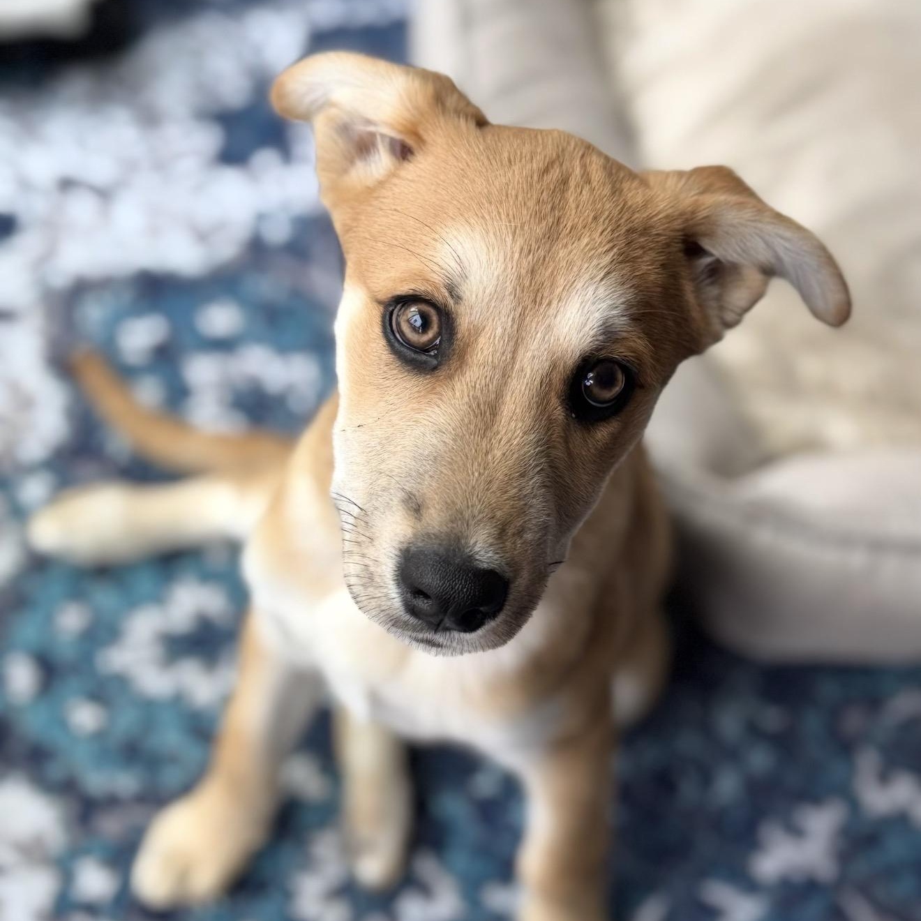 Enlarge Zest, a Adoptable mixed breed in San Diego, CA image 3/6